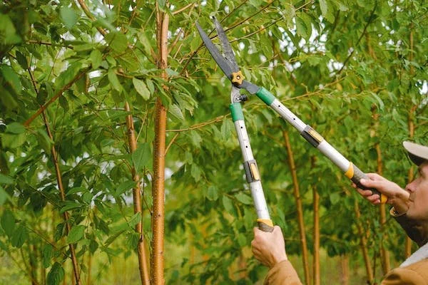 Pruning Ornamental Trees and Shrubs