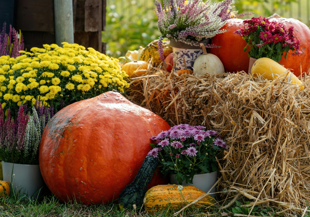 The Do's and Don'ts in the Fall Garden