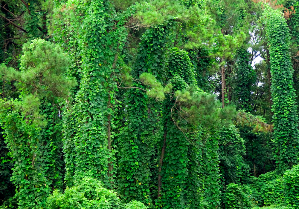 Invasive Plants