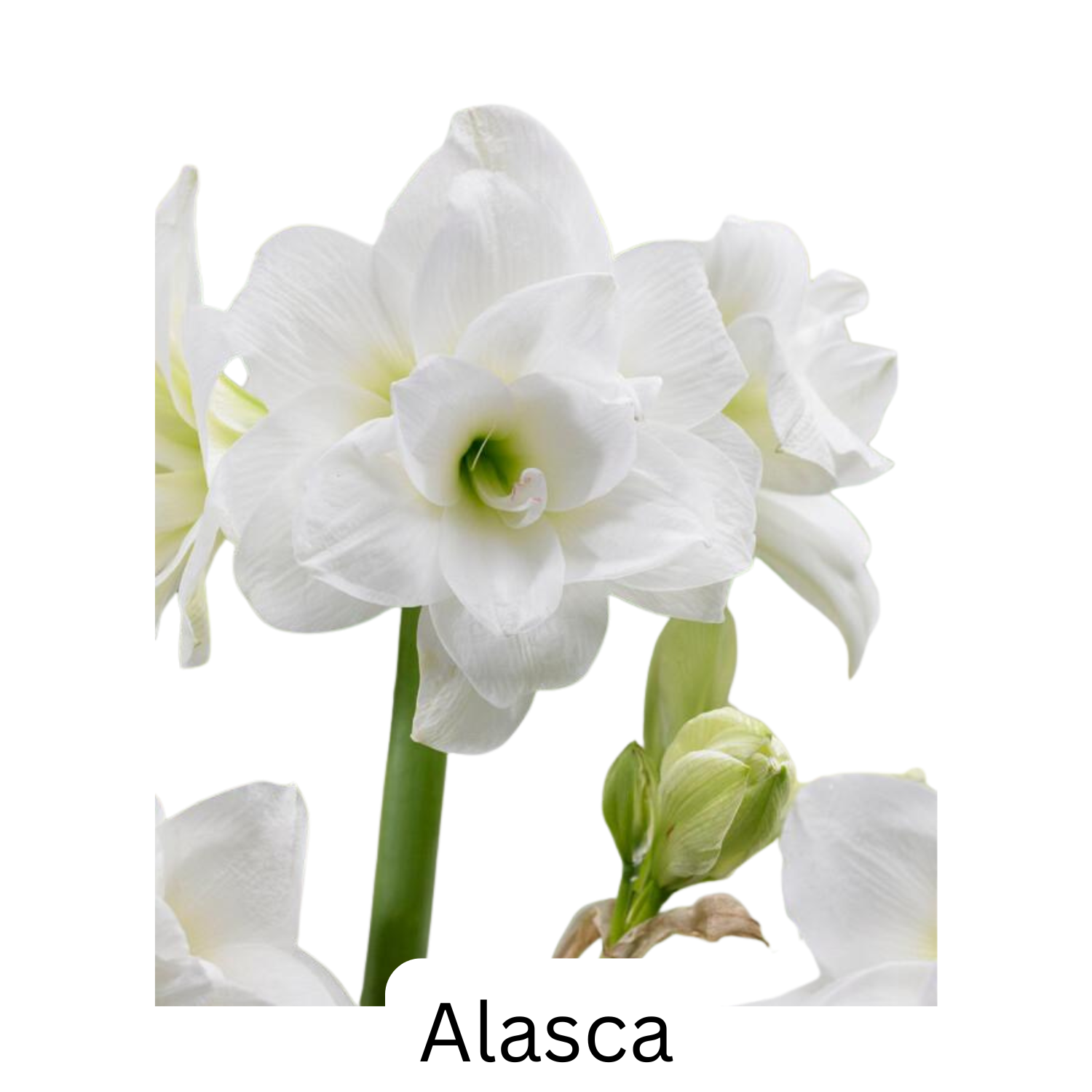 Alasca