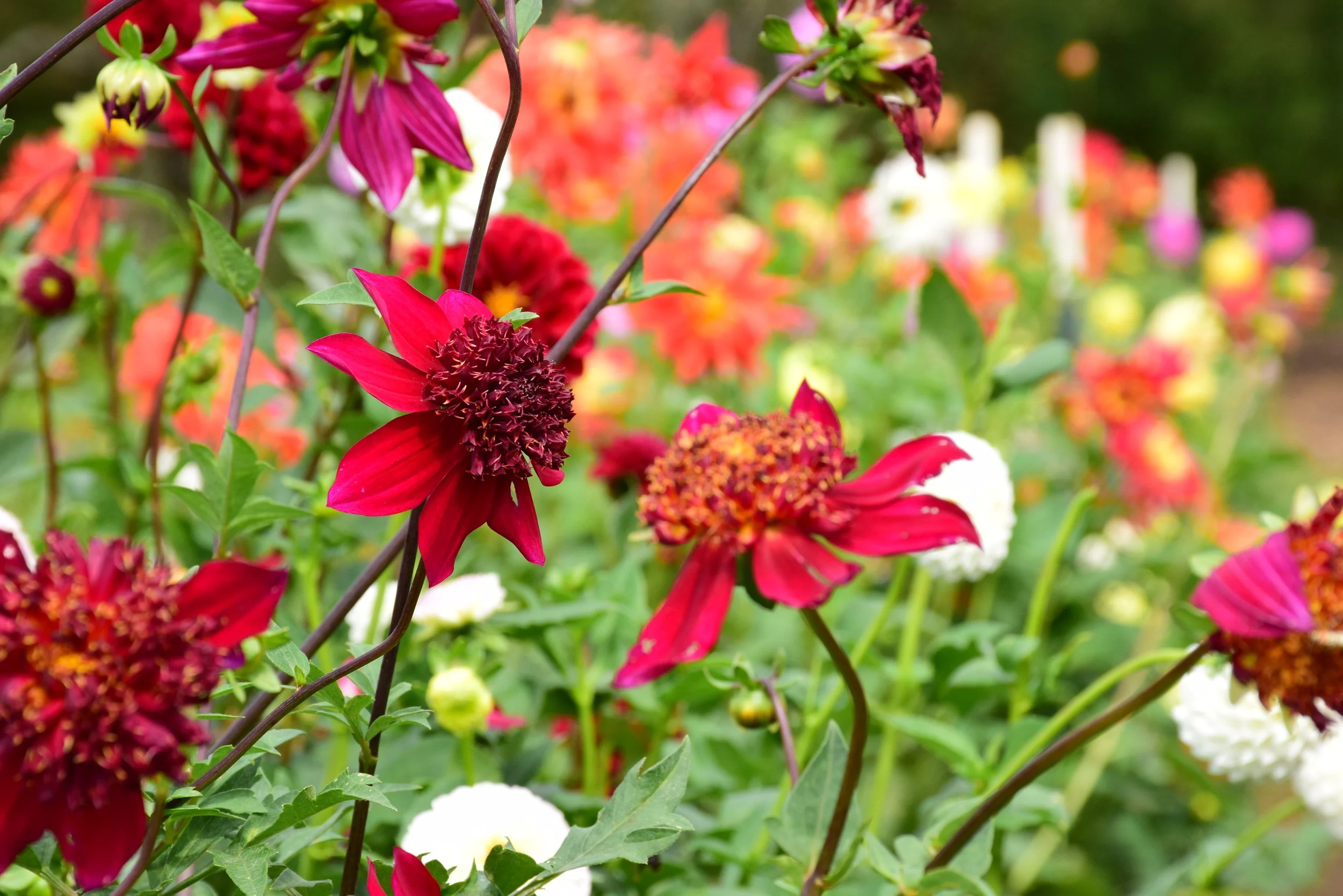 Dahlia Garden