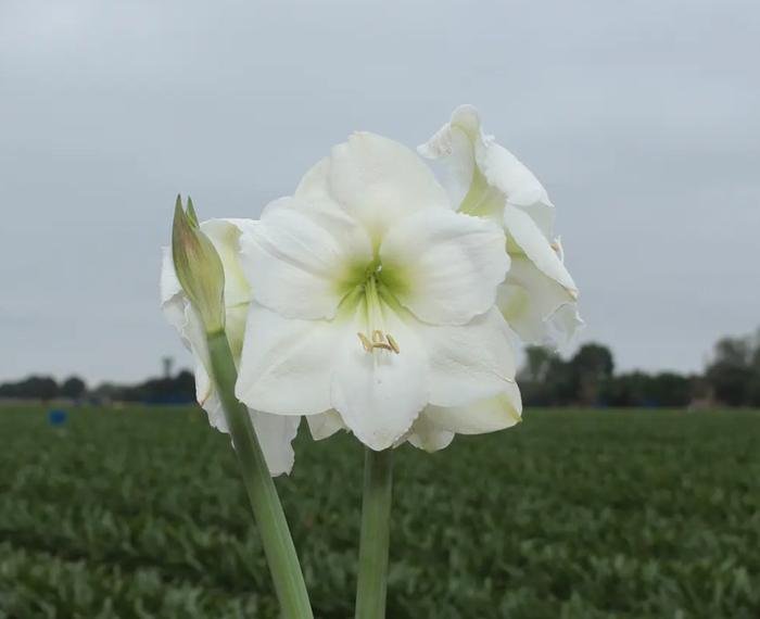 White Candle.jpg