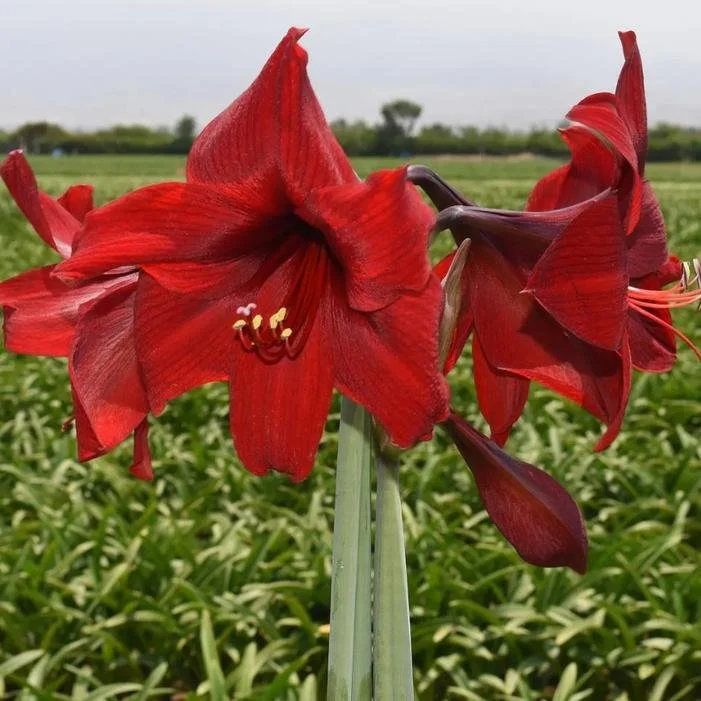Amaryllis