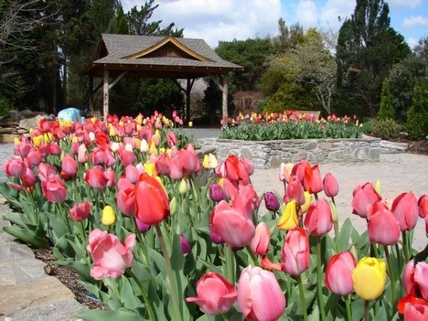 Therapy Garden