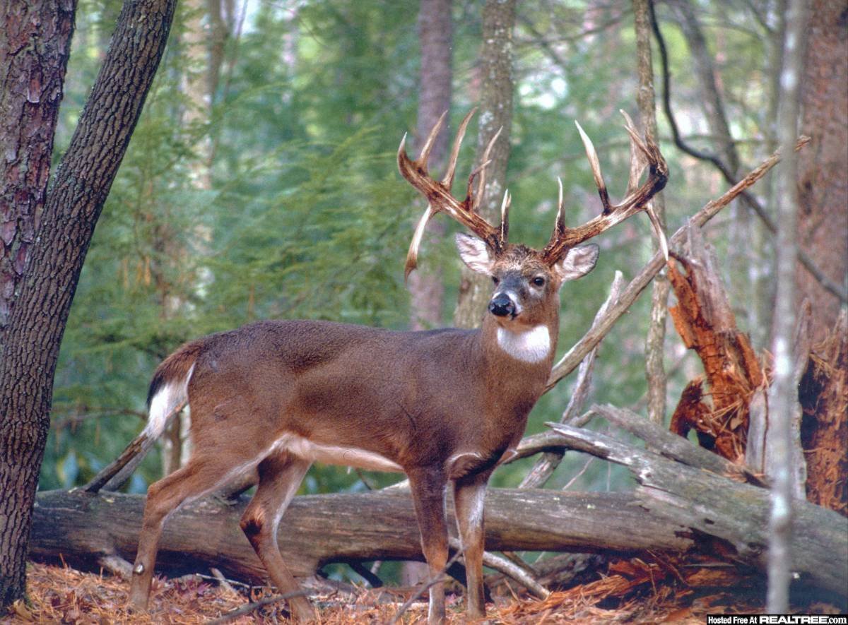 ULTIMATE OUTDOORSMAN GIFT CARD