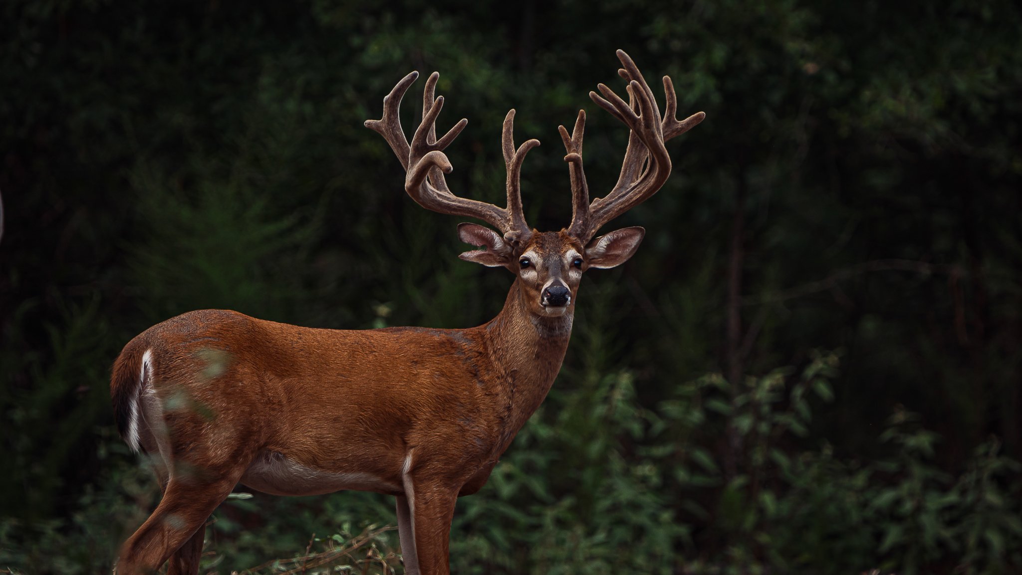 TROPHY WHITETAIL HUNTING PACKAGE