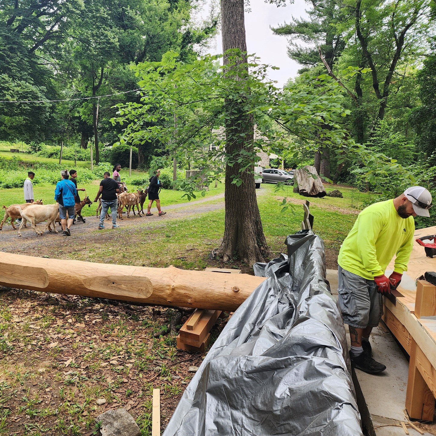As we got the roof up at the S(tree)twork Project at @awburyaboretum, we were visited by the arboretum's local goats from @phillygoatproject, an organization that provides dynamic opportunities for Philadelphians to connect with the natural environme
