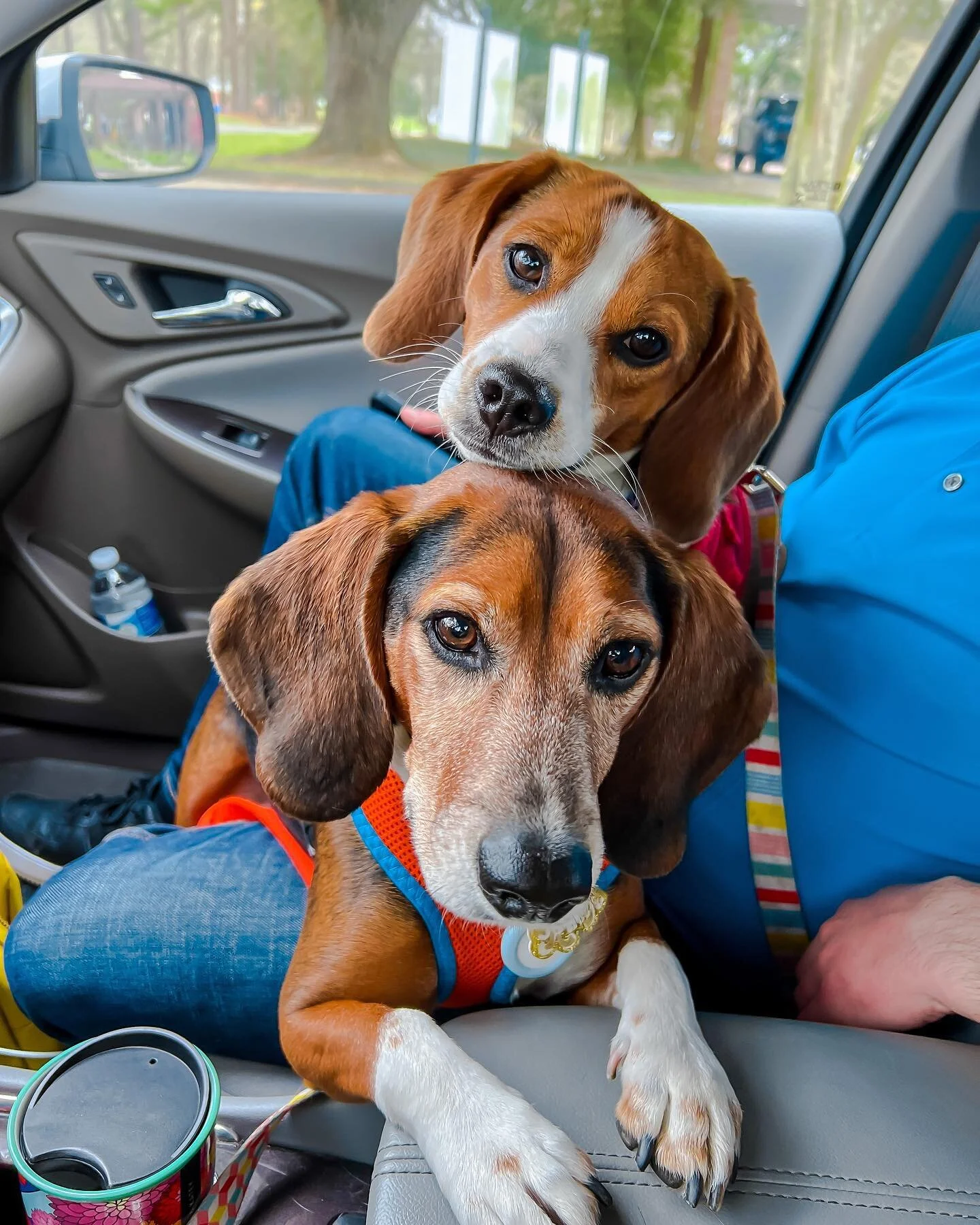 happy #NationalBeagleDay to my babiez @thebeagleboiz ❤️🐾