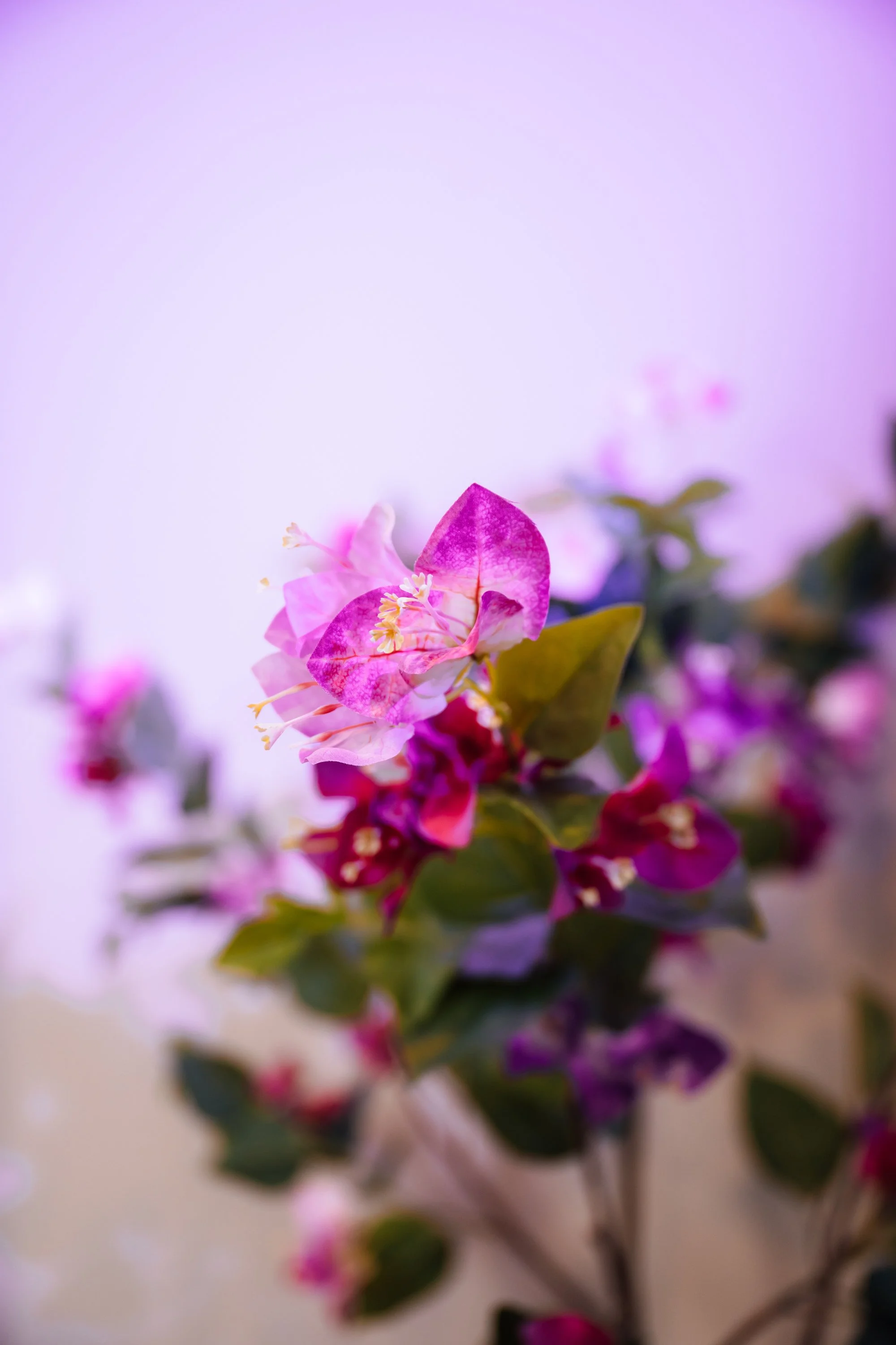 JordanHefler_Evoluskin_CommercialPhotography__23.jpg