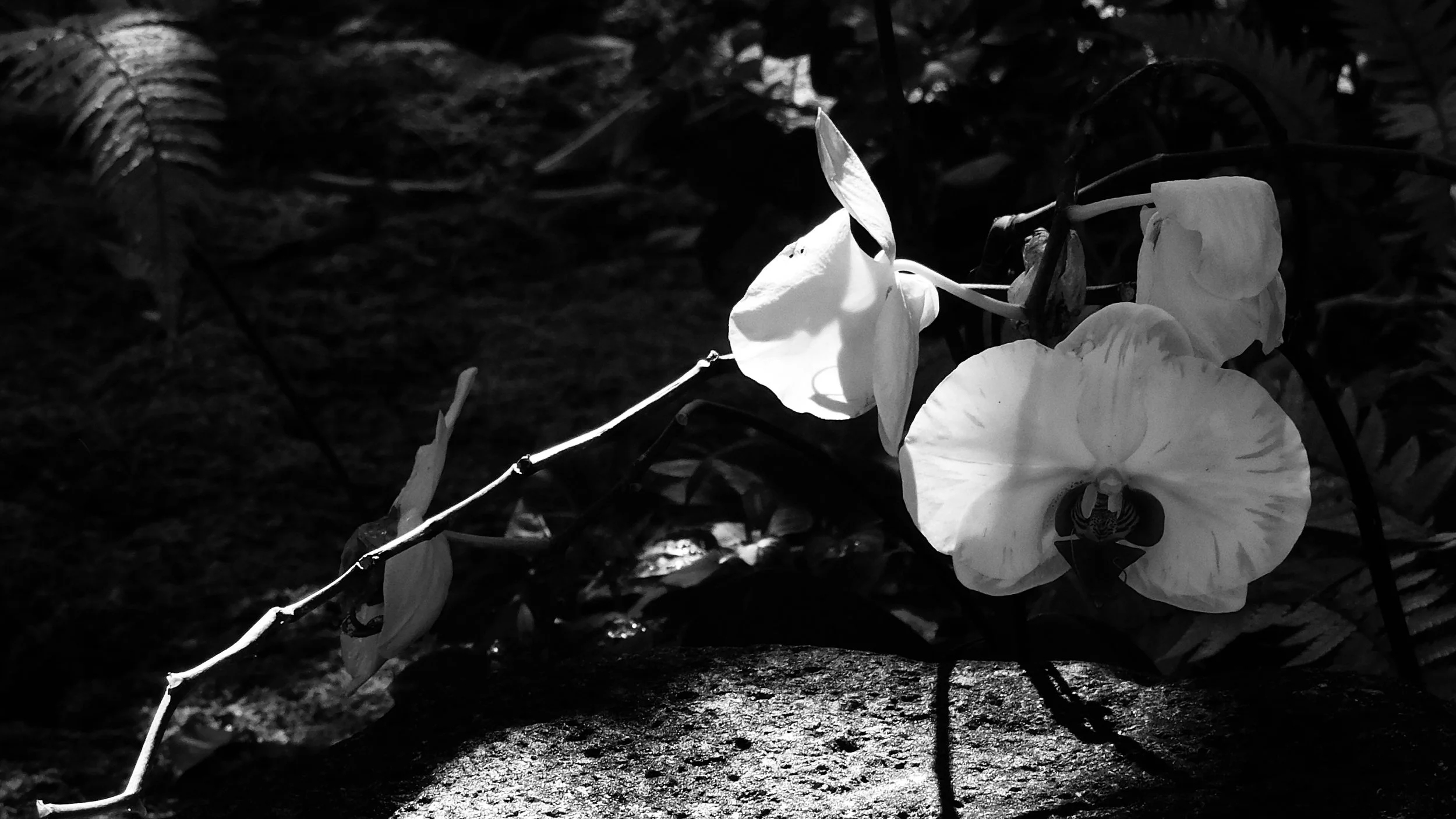  Allow yourself to Pause 
  
Stand-alone piece on Exchange Art