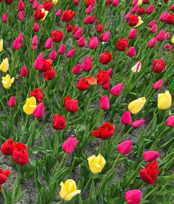 It is officially October, and our fall fundraiser ends in less than two weeks (on October 15)! Orders should begin shipping this week! If you order your bulbs today, you just might get them in time to plant them over the upcoming long weekend. We'd l