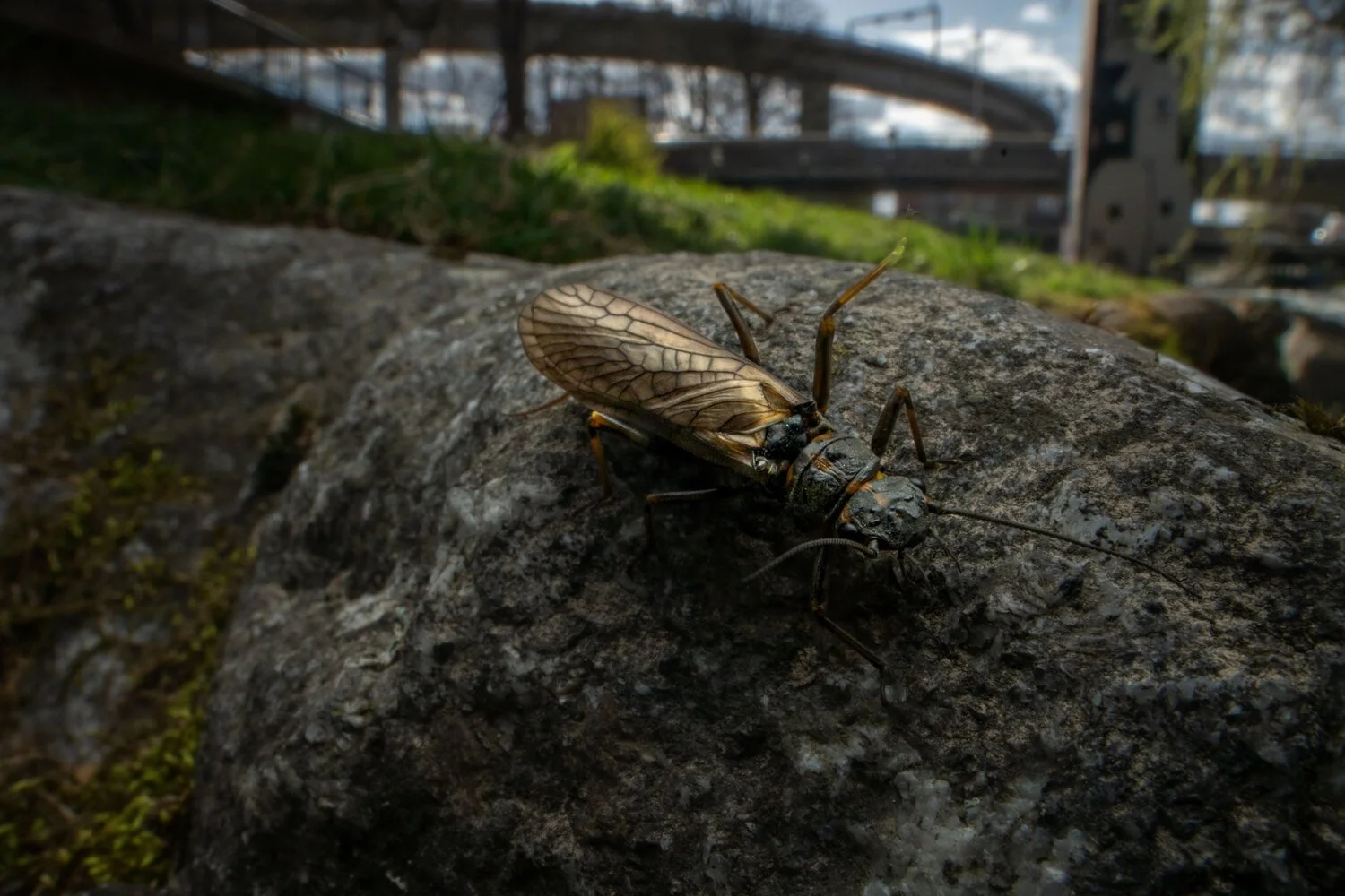 Stonefly_Perla_Maxima_Jonas_Steiner_Photography.jpeg