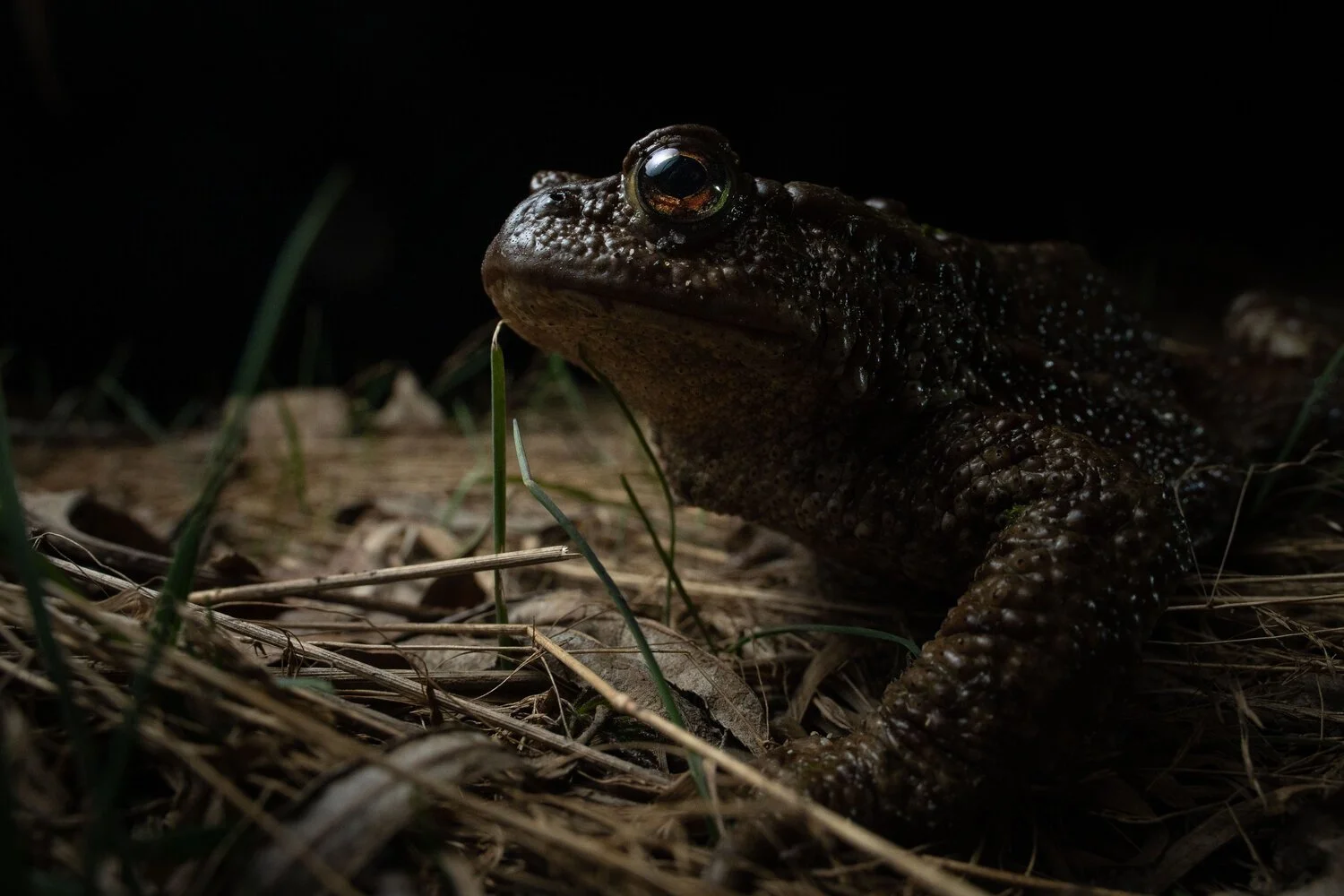 Toad_buffo_buffo__Jonas_Steiner_Photography.jpeg