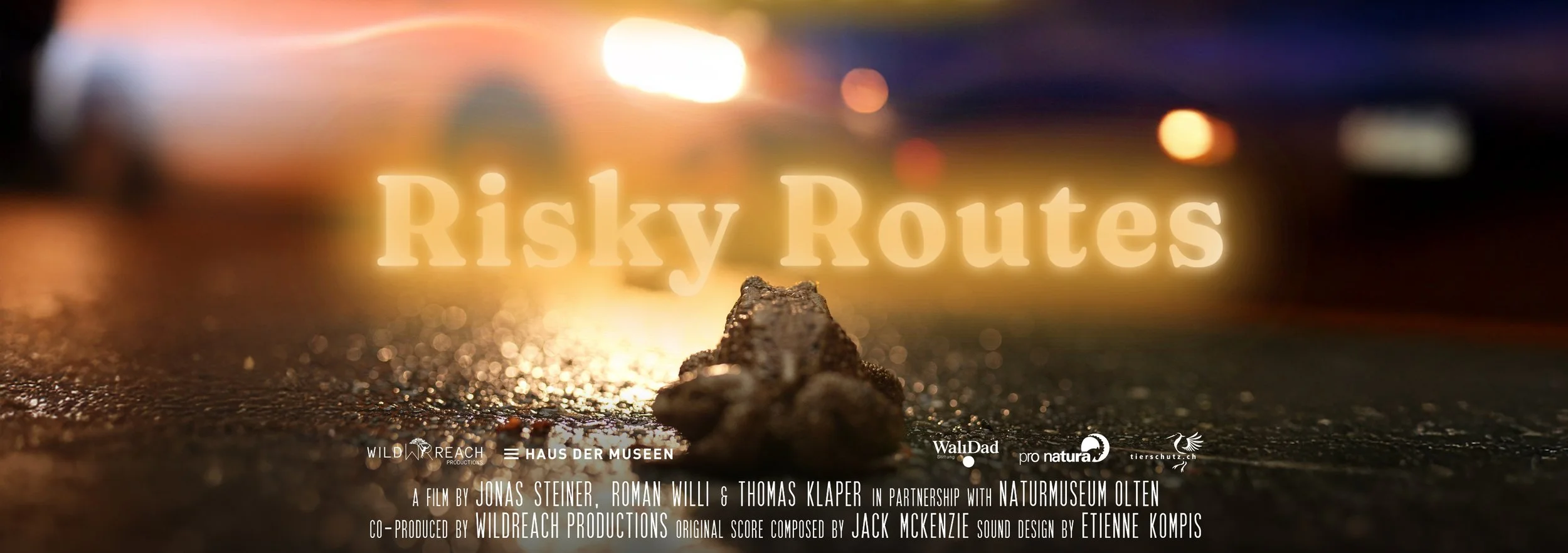 Amphibian migration at night, toad crossing a road in the conservation short film Risky Routes