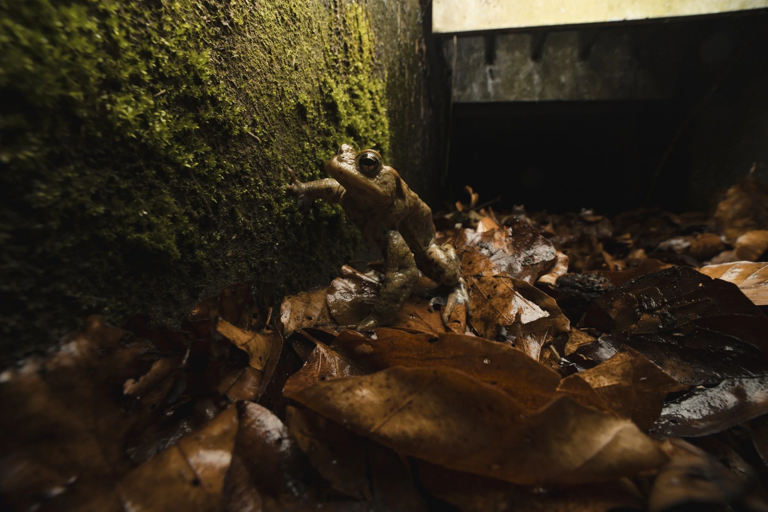 Risky Routes Jonas Steiner Erdkröten Amphibienwanderung Amphibiendurchlass