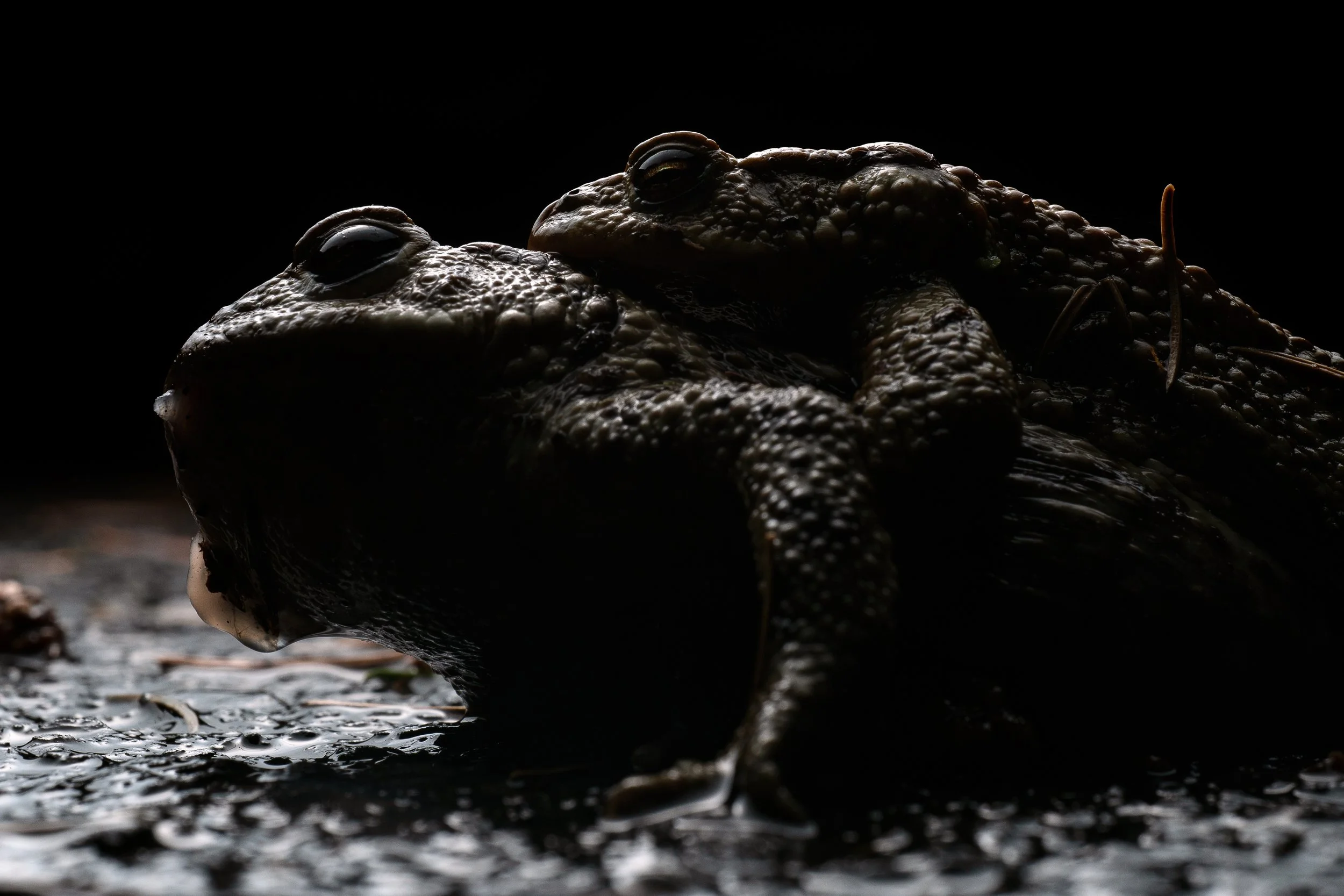 Risky Routes Roman Willi Erdkröten Amphibienwanderung