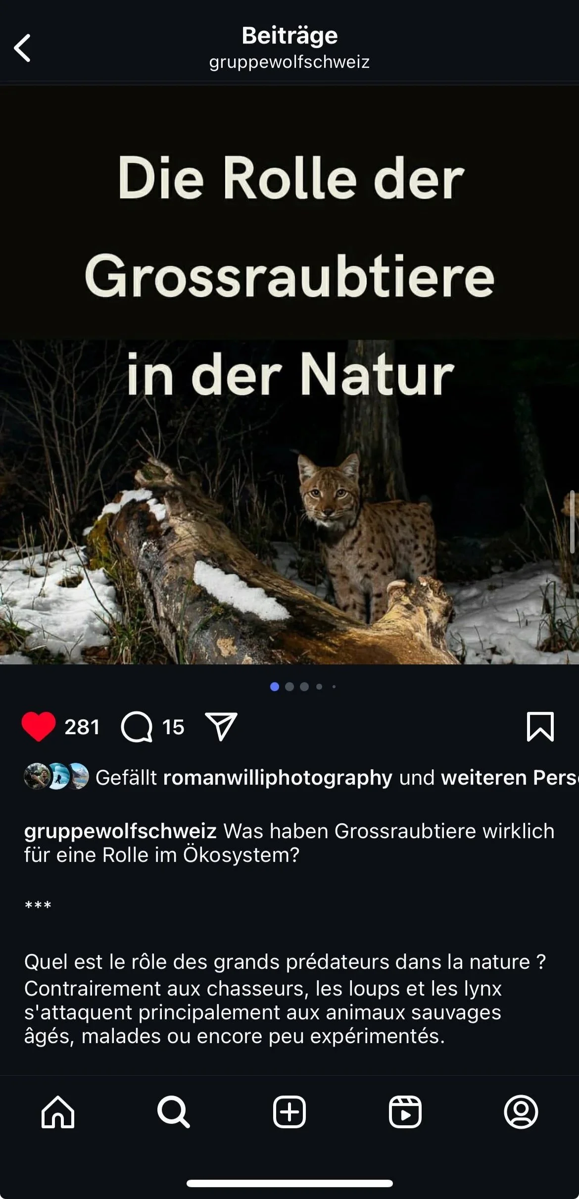 A wild cat in a snowy forest with fallen logs, beneath a dark night sky.