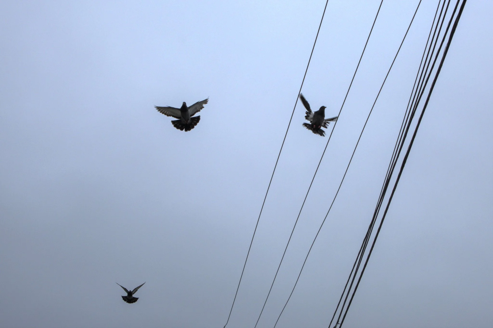 Pigeons_With_Powerline-Enhanced-SR.jpg