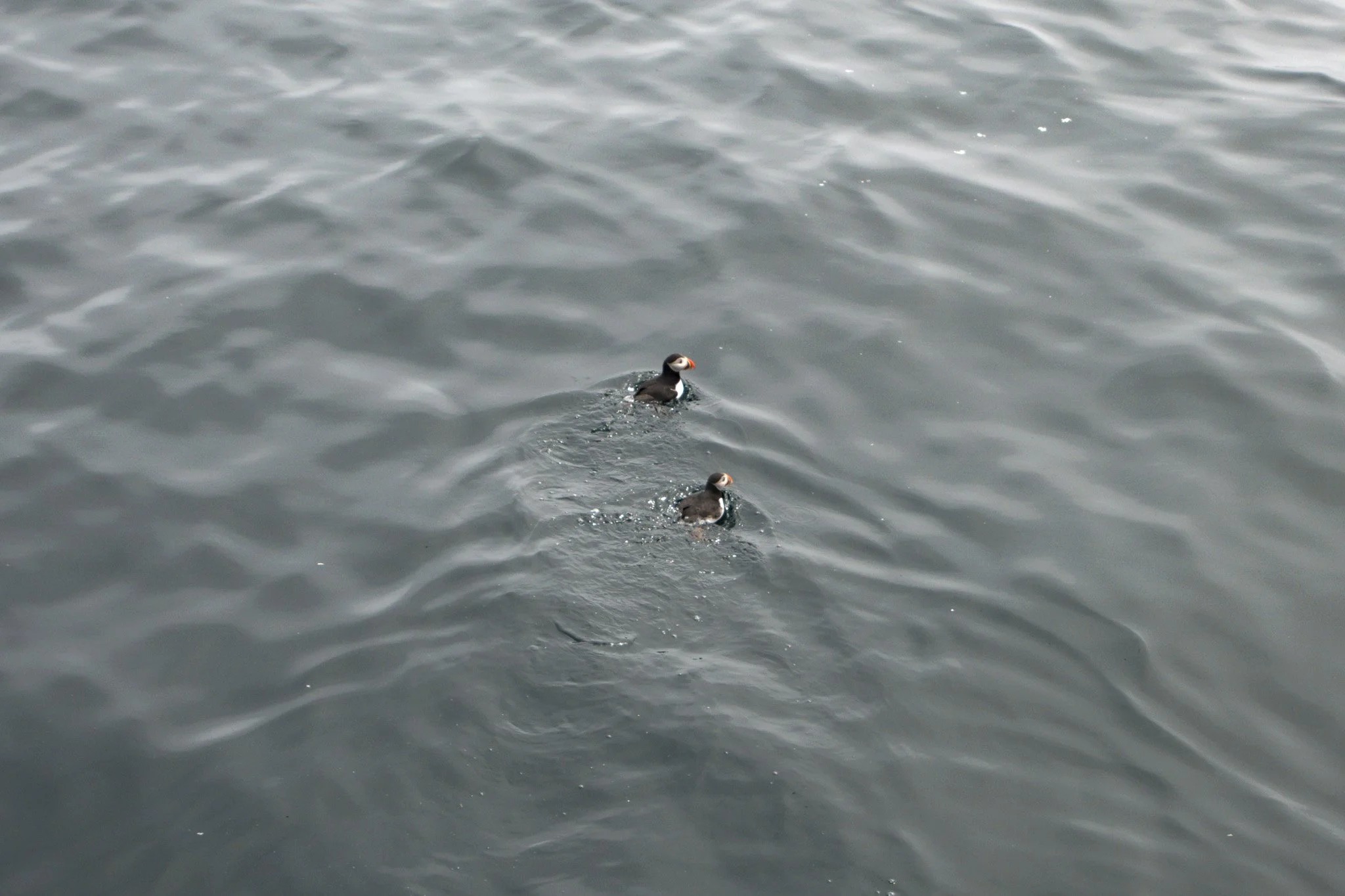 Puffins_Swimming-Enhanced-SR.jpg