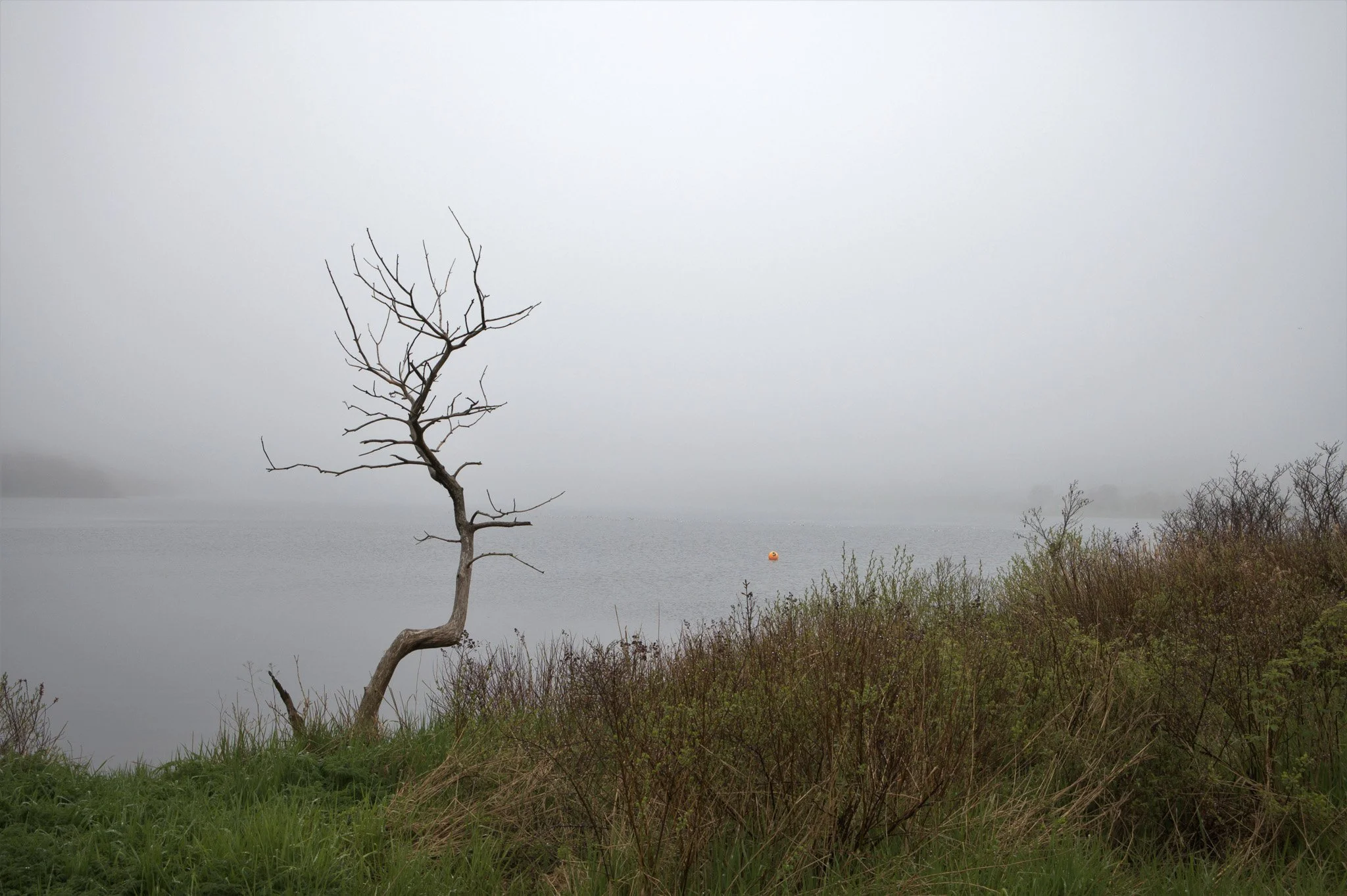 Solo_Tree_And_Buoy-Enhanced-SR.jpg