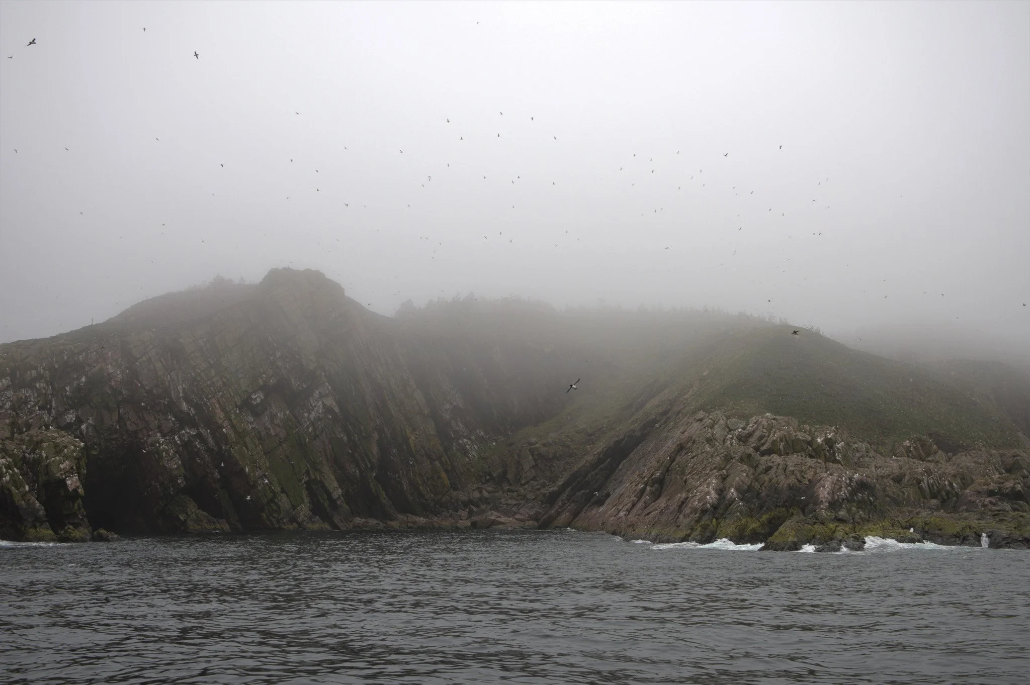 Puffins_Natural_Habitat-Enhanced-SR.jpg