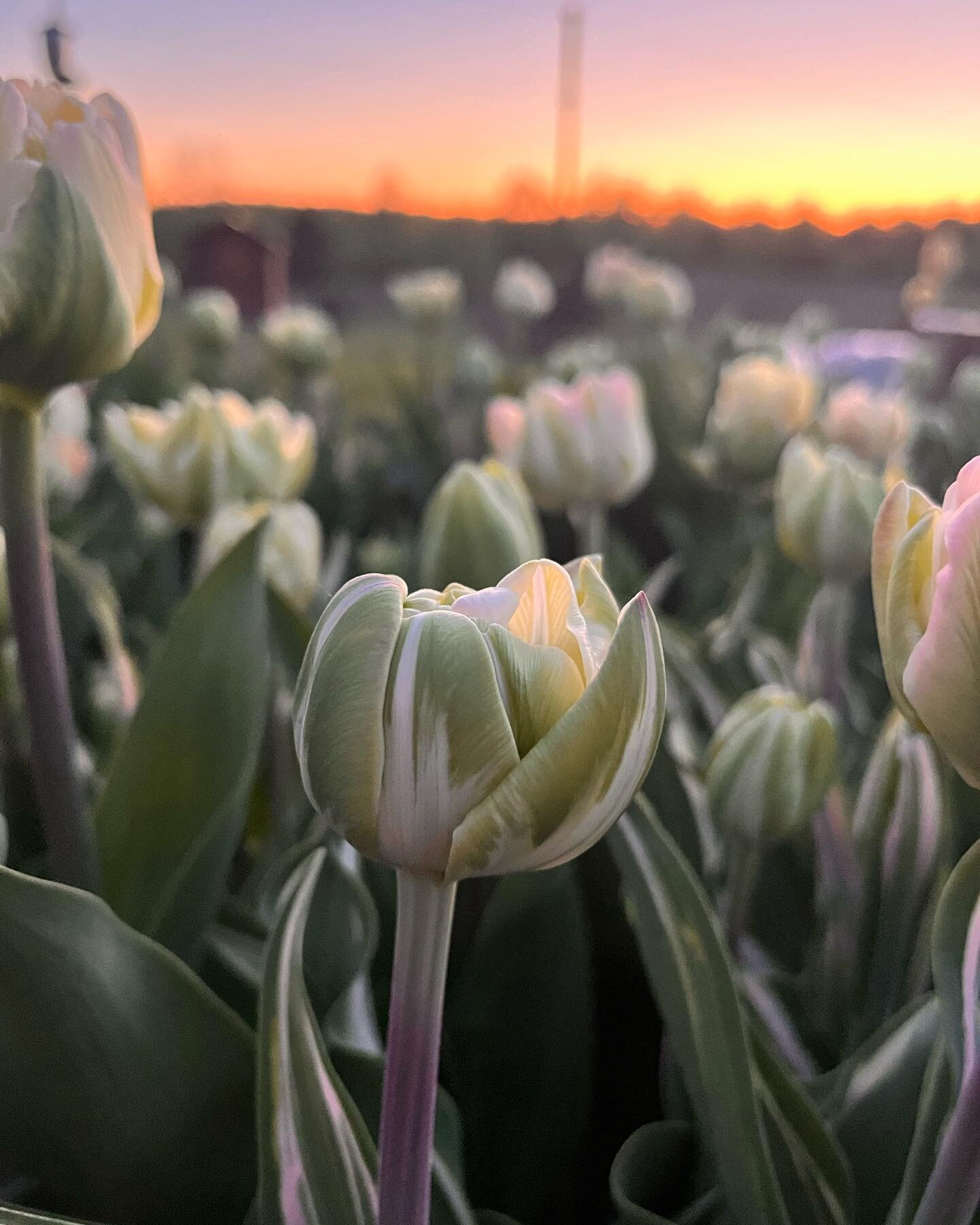 Ah spring..
#bouqets #flowerfarmer #iloveflowers