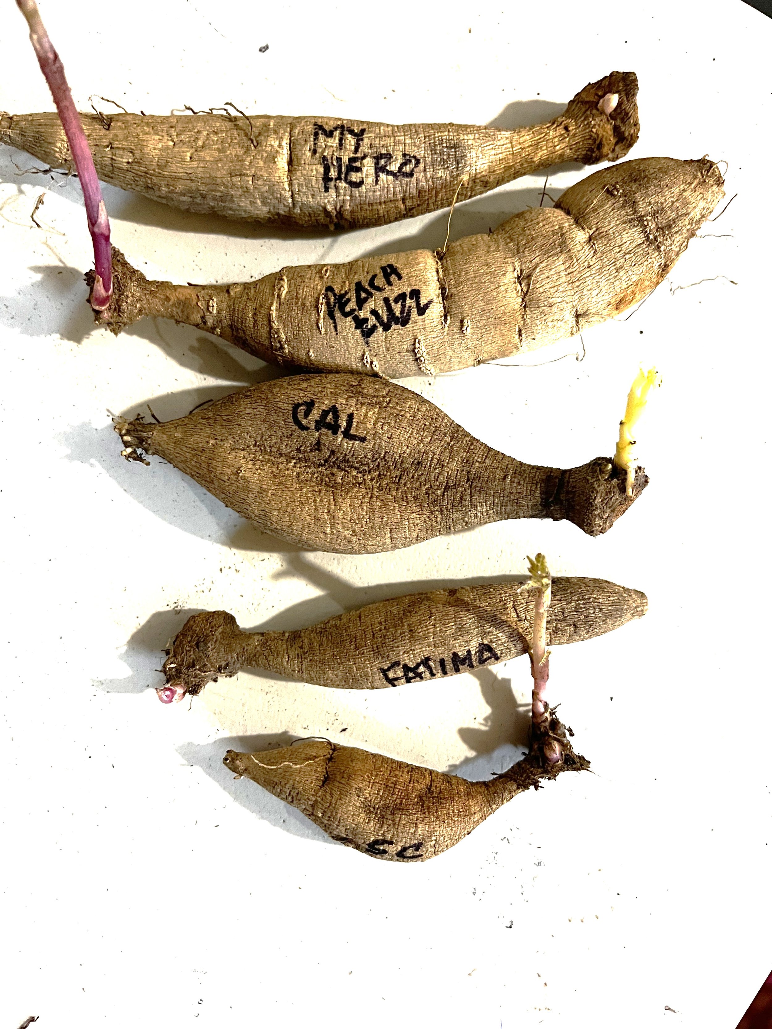 Mystery Dahlia Tuber - 5 pk
