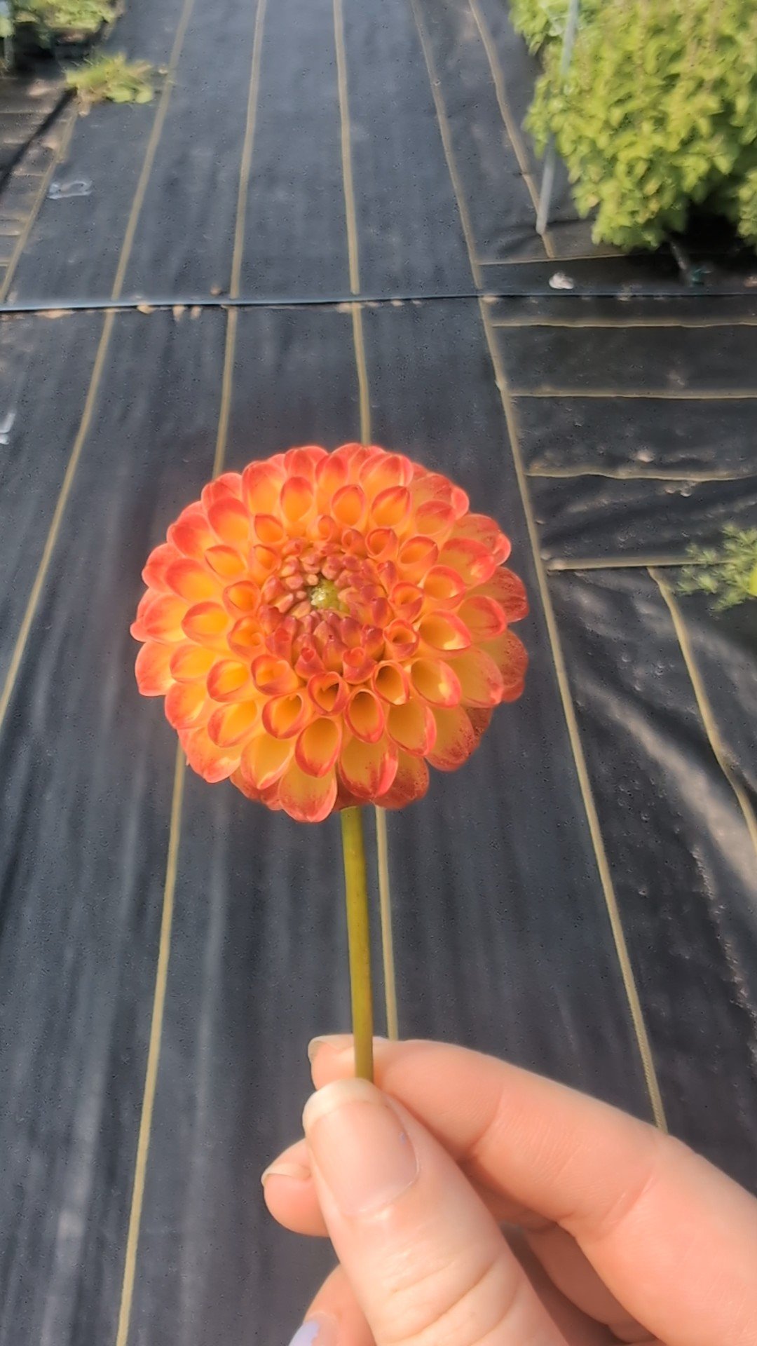 Kasasagi Dahlia Tuber