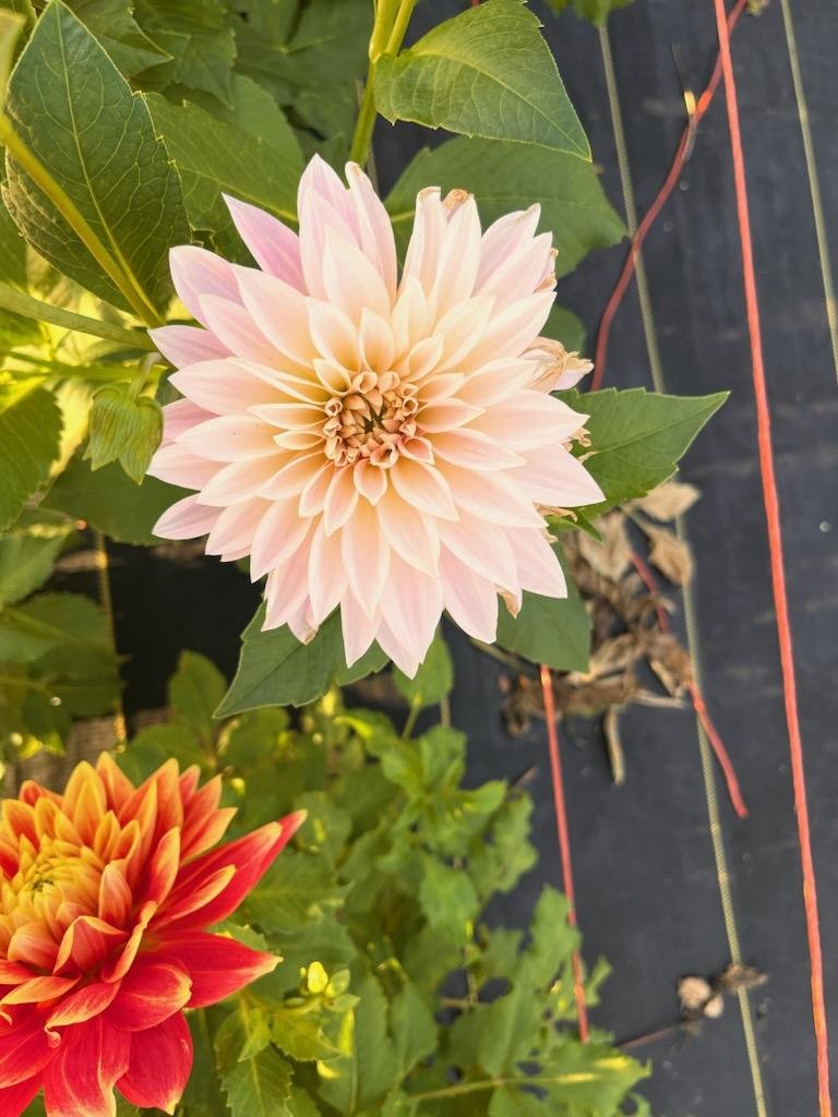 Café Au Lait Dahlia Tuber