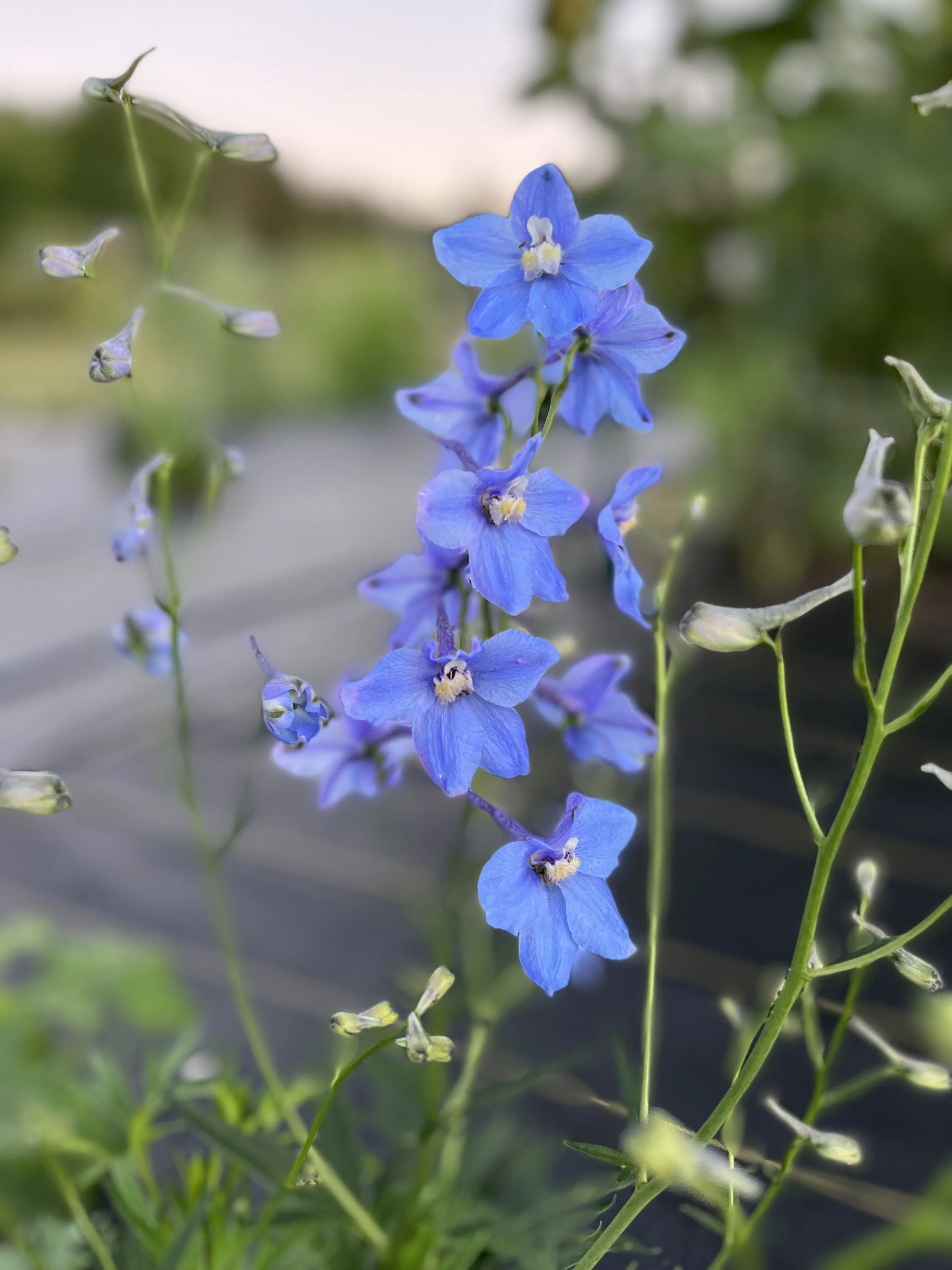 2022-08-09 - Photo_Aug_09,_9_01_42_Pm.jpg