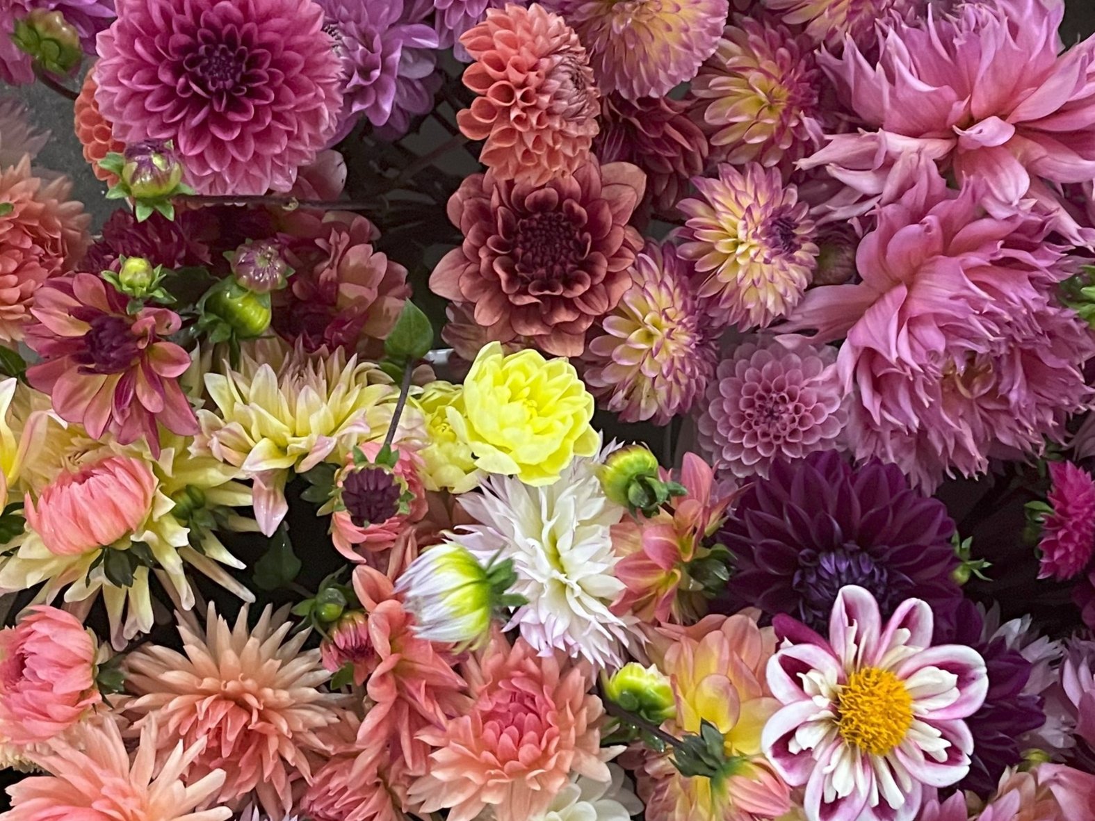 Dahlia buckets 2024.jpg