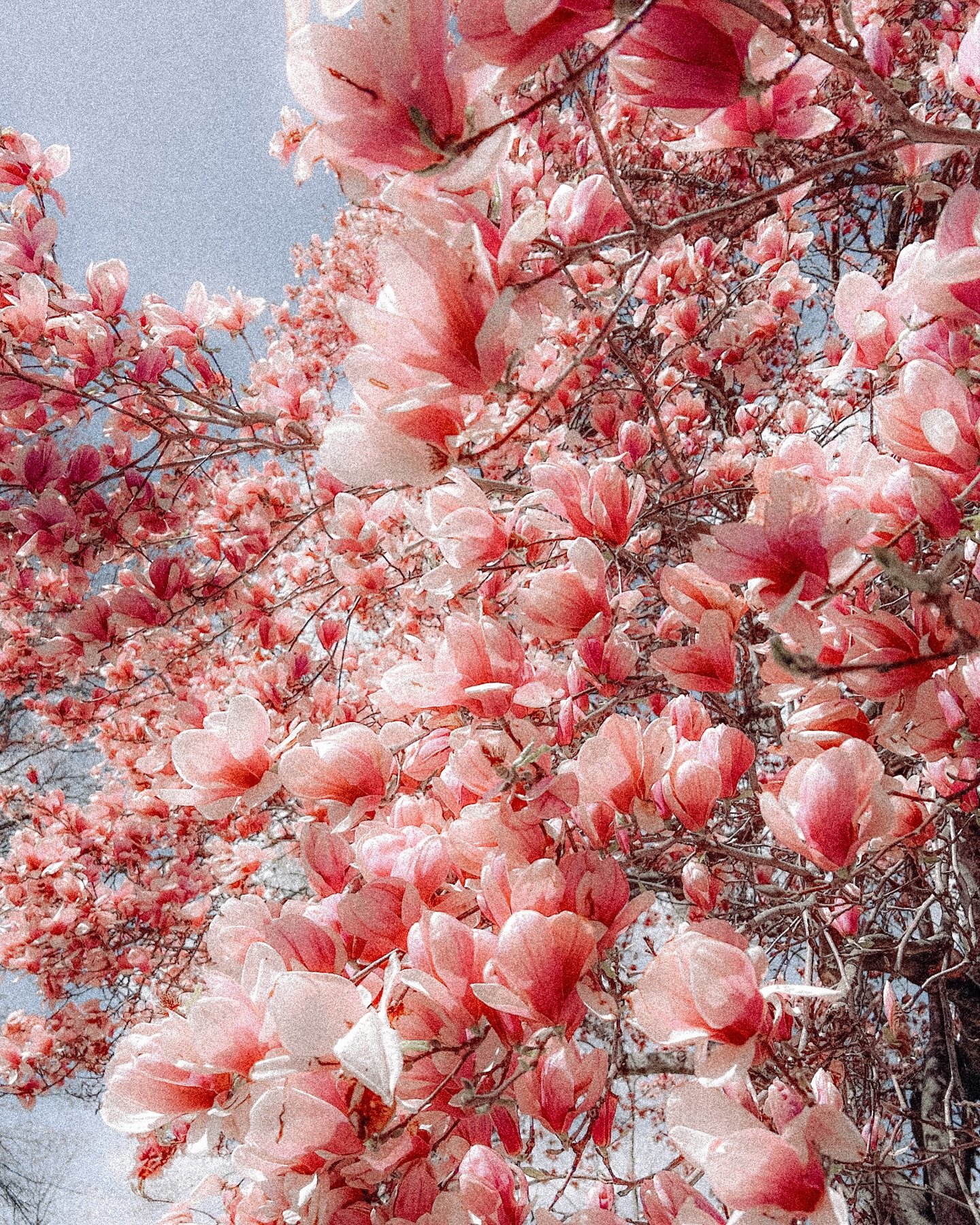 Spring 🌸