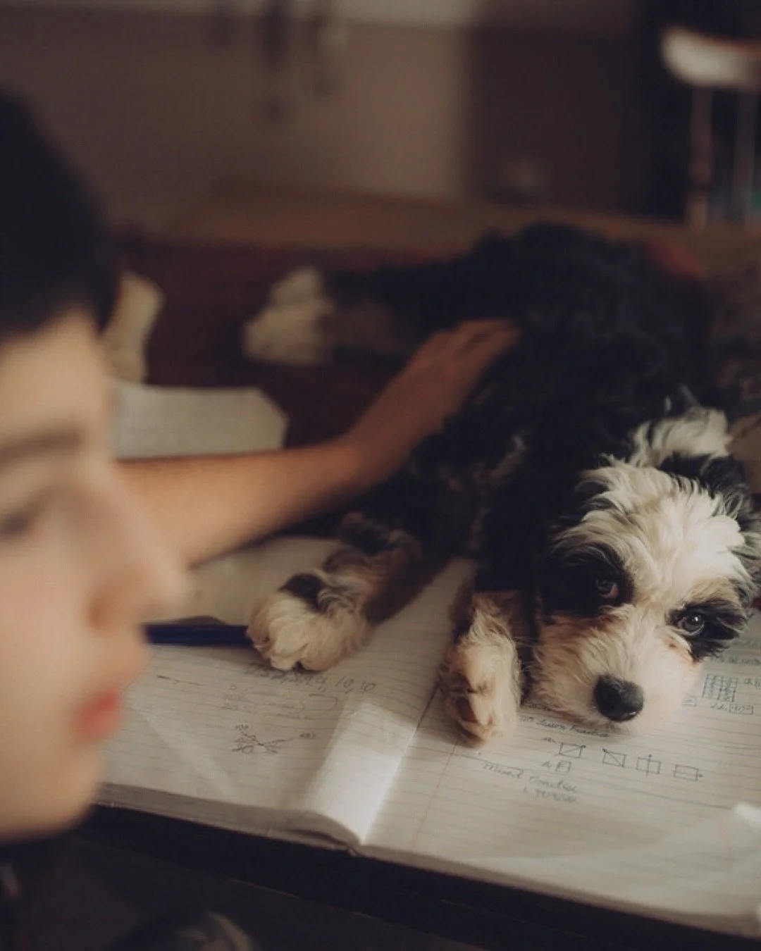 Math with a side of cuteness 🐶