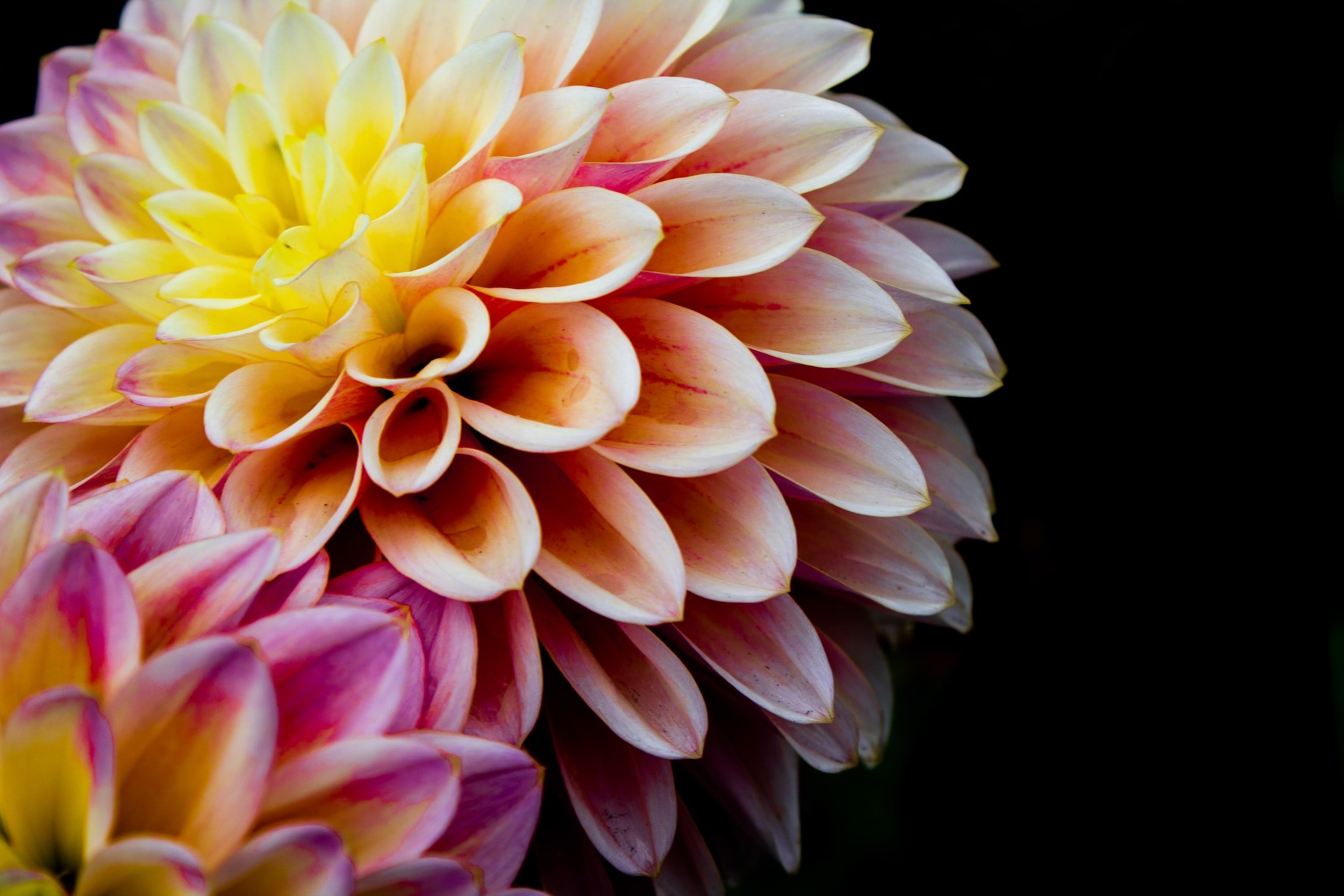 Floral Snips – Columbia River Dahlias