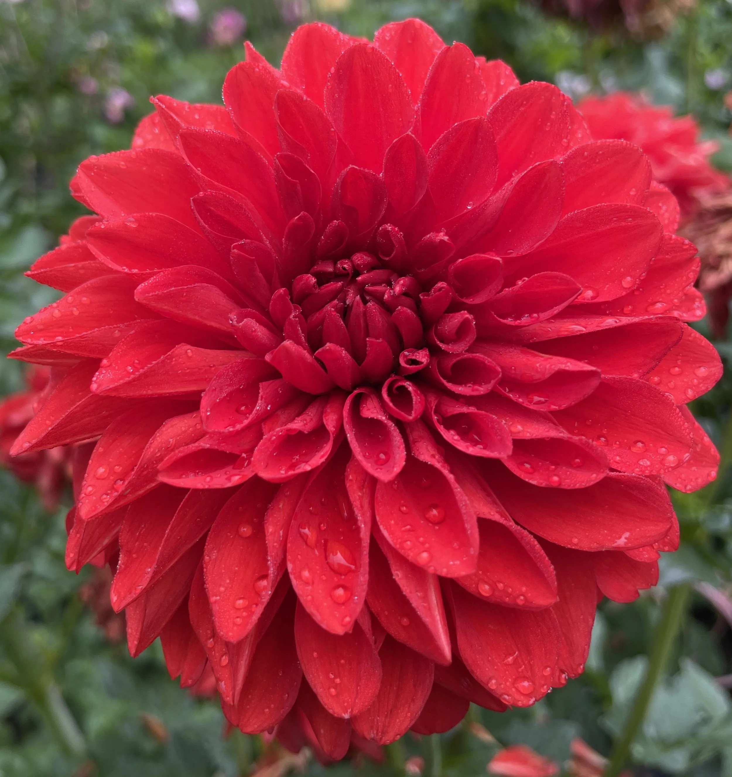 Audrey Grace Dahlia — RiversDahlias.com