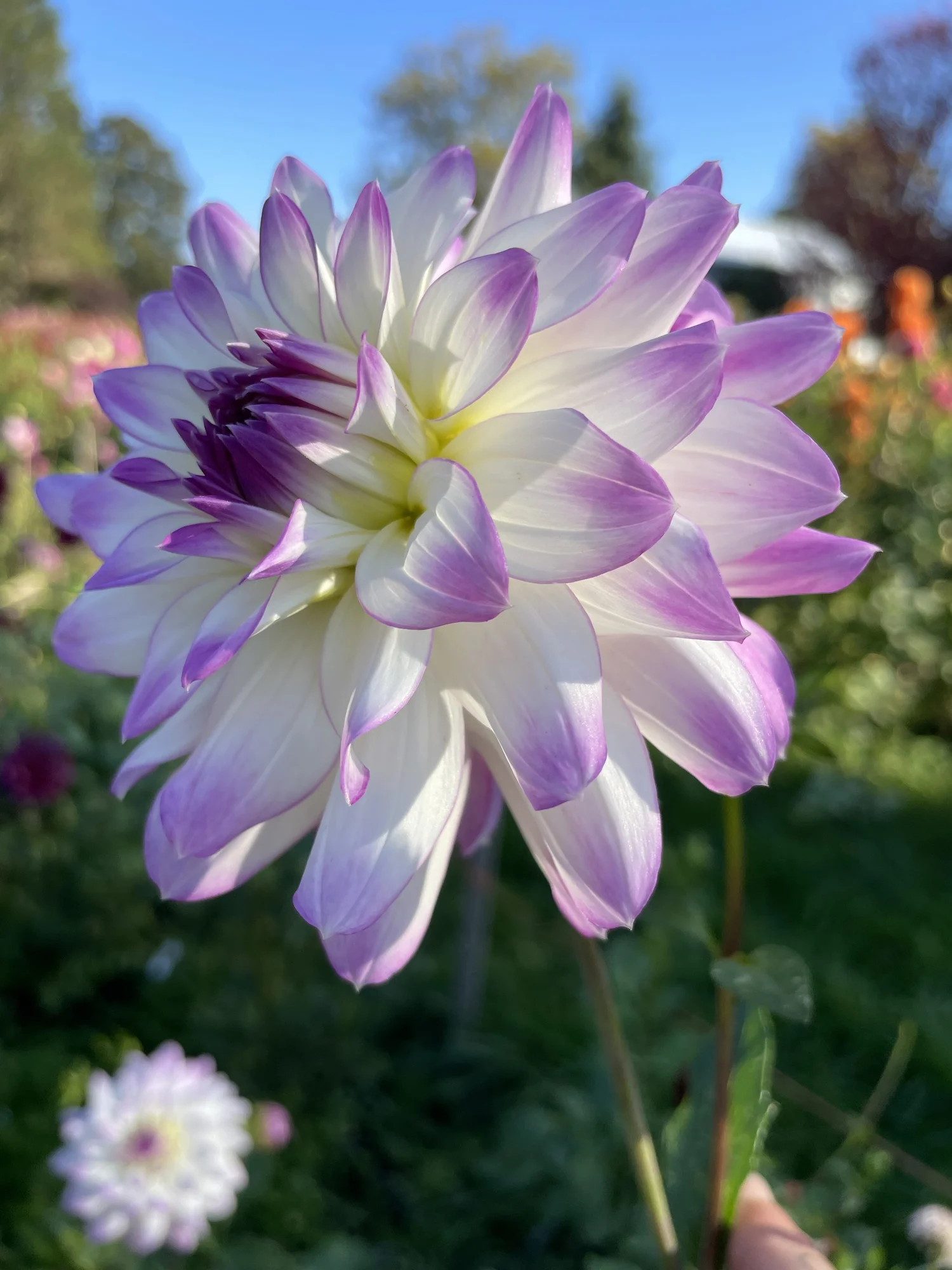 Victoria Ann Dahlia — RiversDahlias.com