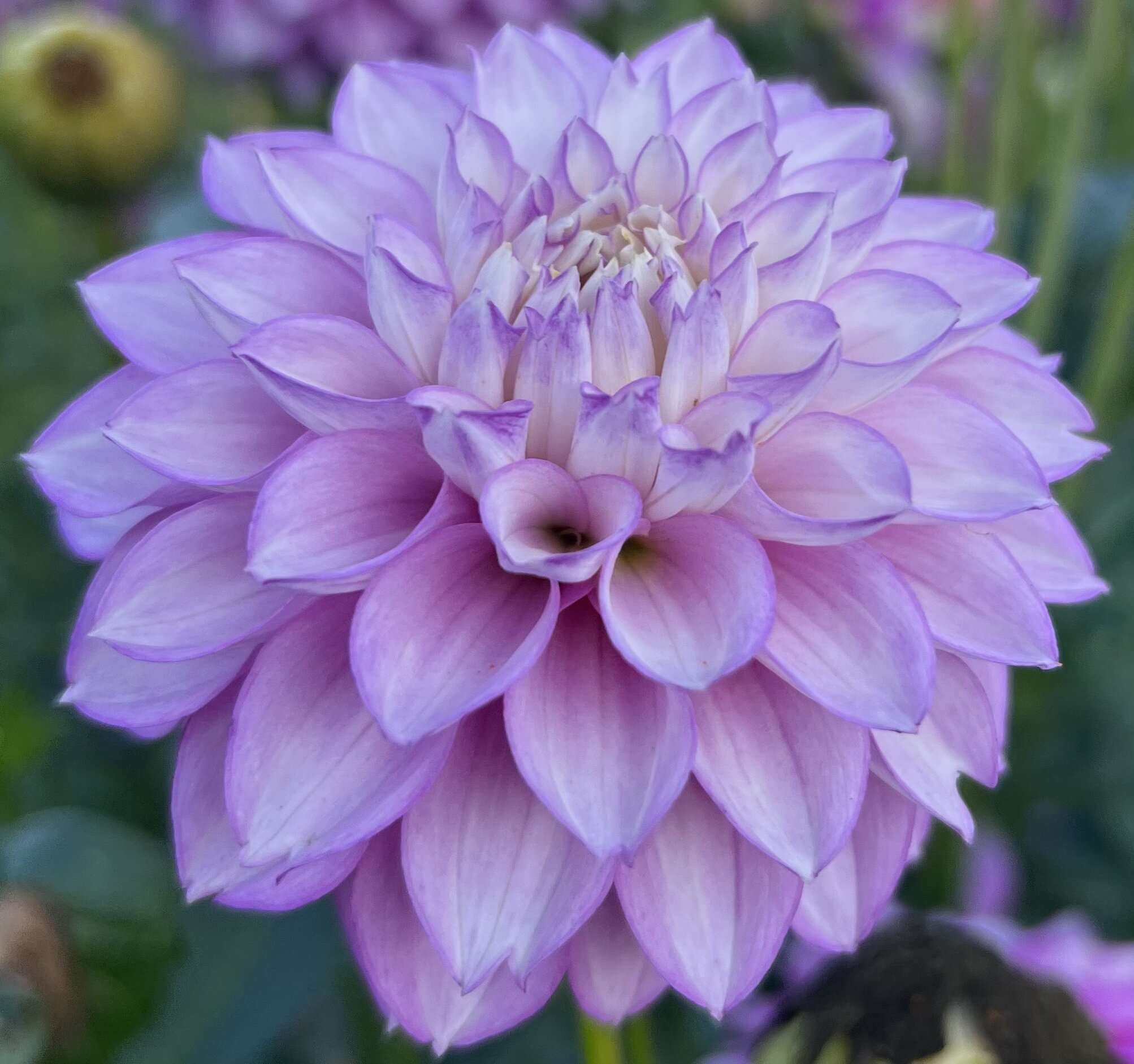 Tubers — Shop Dahlias — RiversDahlias.com