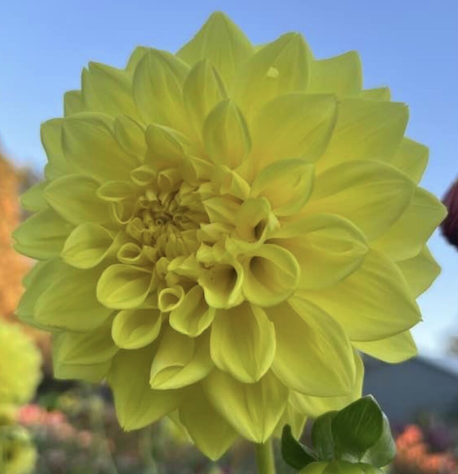 Tubers — Shop Dahlias — RiversDahlias.com Tubers — Shop Dahlias — RiversDahlias.com