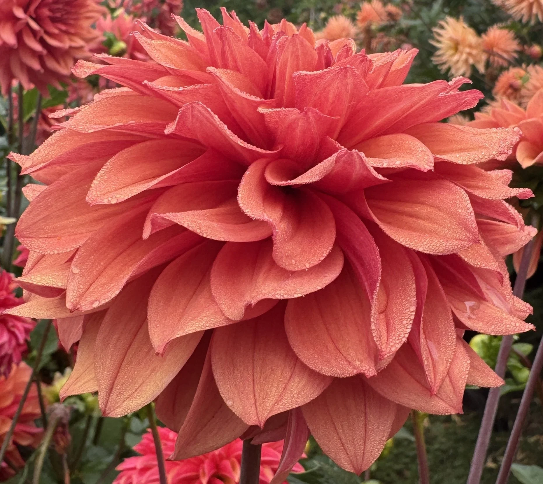 DAHLIAさん専用 あきさん専用 ZX Fury 名作を融合した最後のコラボレーション