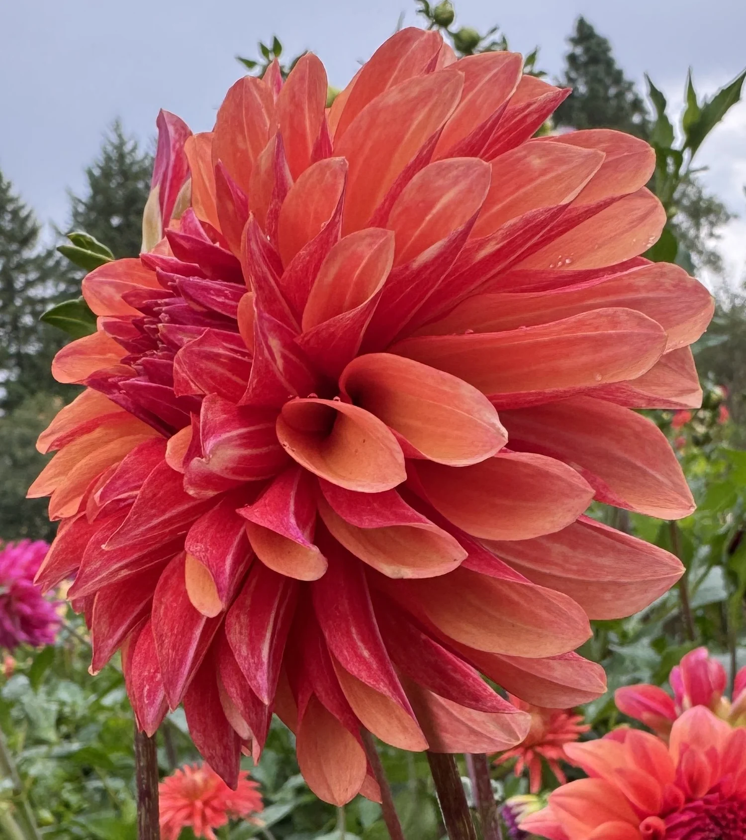 Jeffrey dahlia — RiversDahlias.com