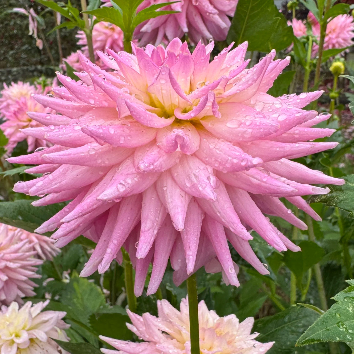 River's Lauren Hazel dahlia — RiversDahlias.com