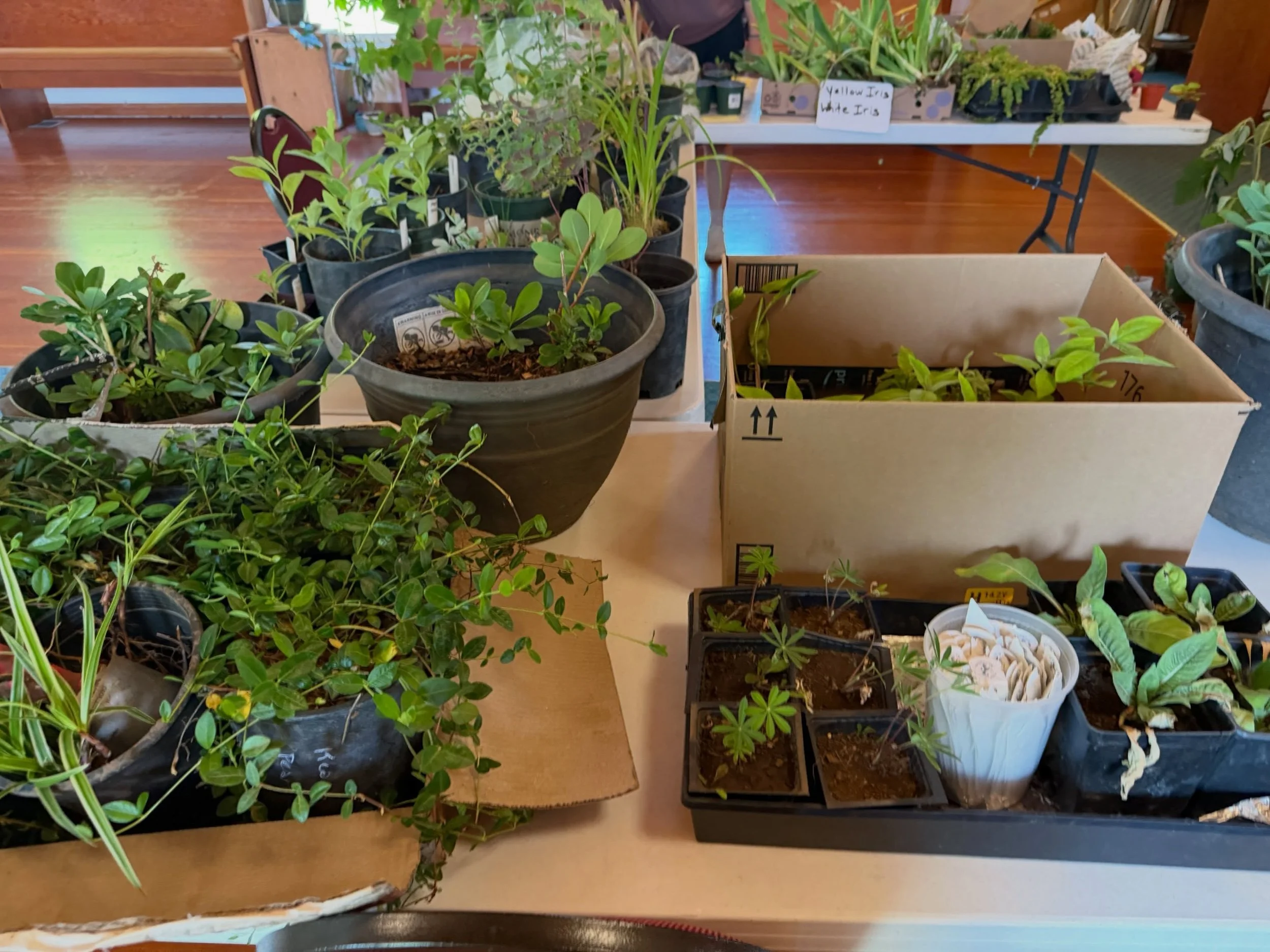 Loads of plants free for the taking, from your neighbors. Swing by this morning and take your pick - no need to trade in/out.