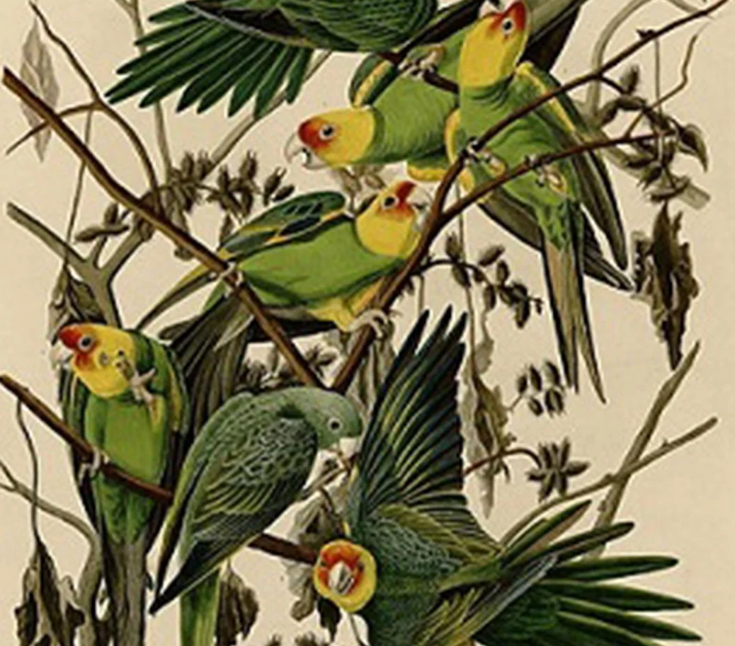 Audubon James Carolina Parrots.jpg
