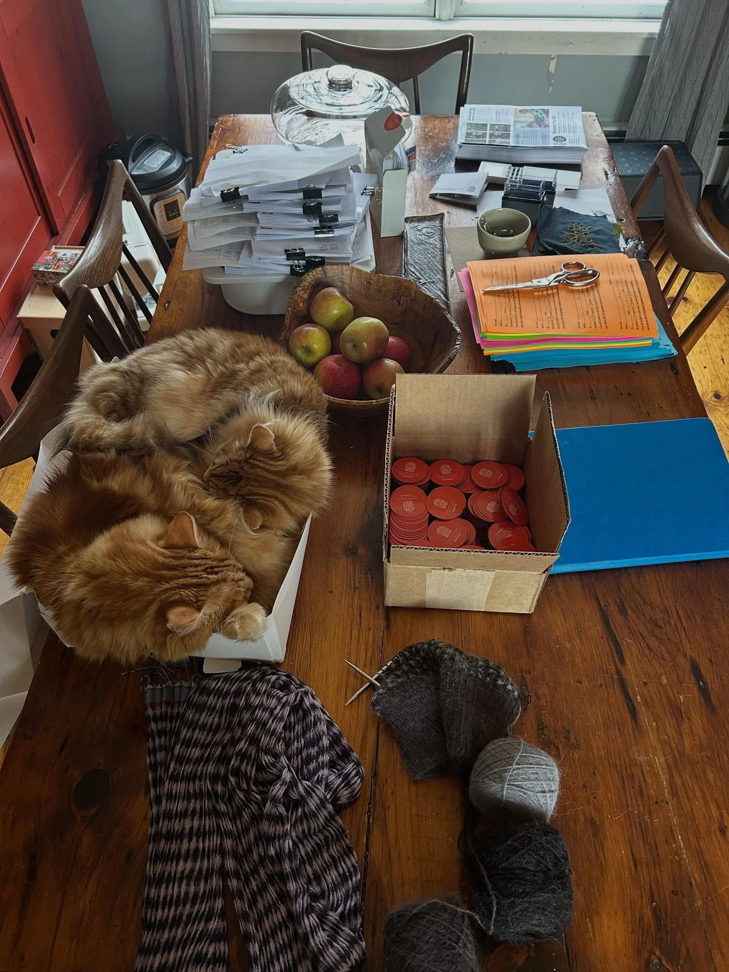 We&rsquo;ve been hatching a beautiful plan for our end of year fundraiser and CANNOT WAIT to share it with you! Stay tuned&hellip;. Coming Tuesday!
(PS: hypoallergenic cats)