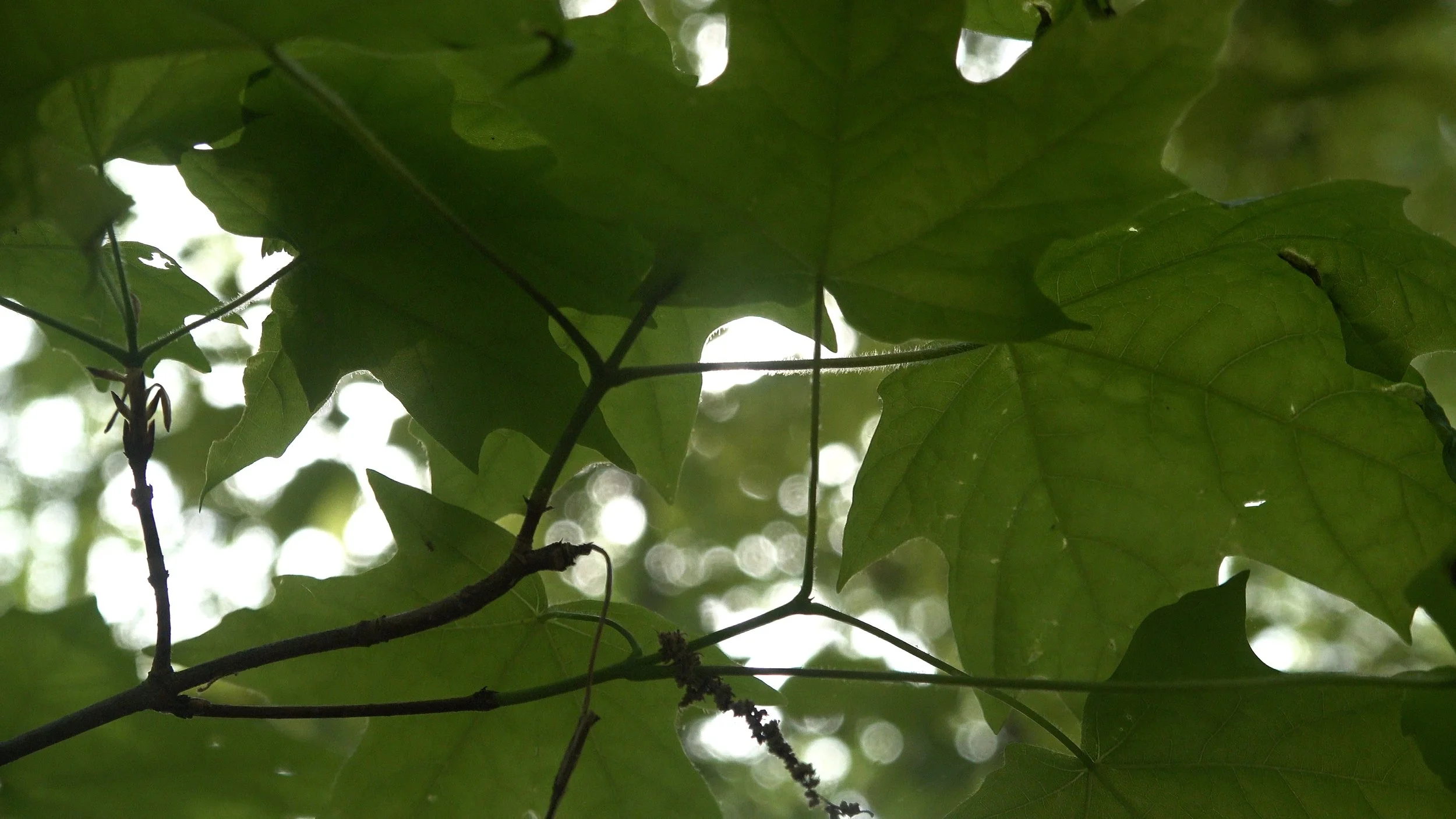 cut 2.00_08_02_00.Still001.jpg