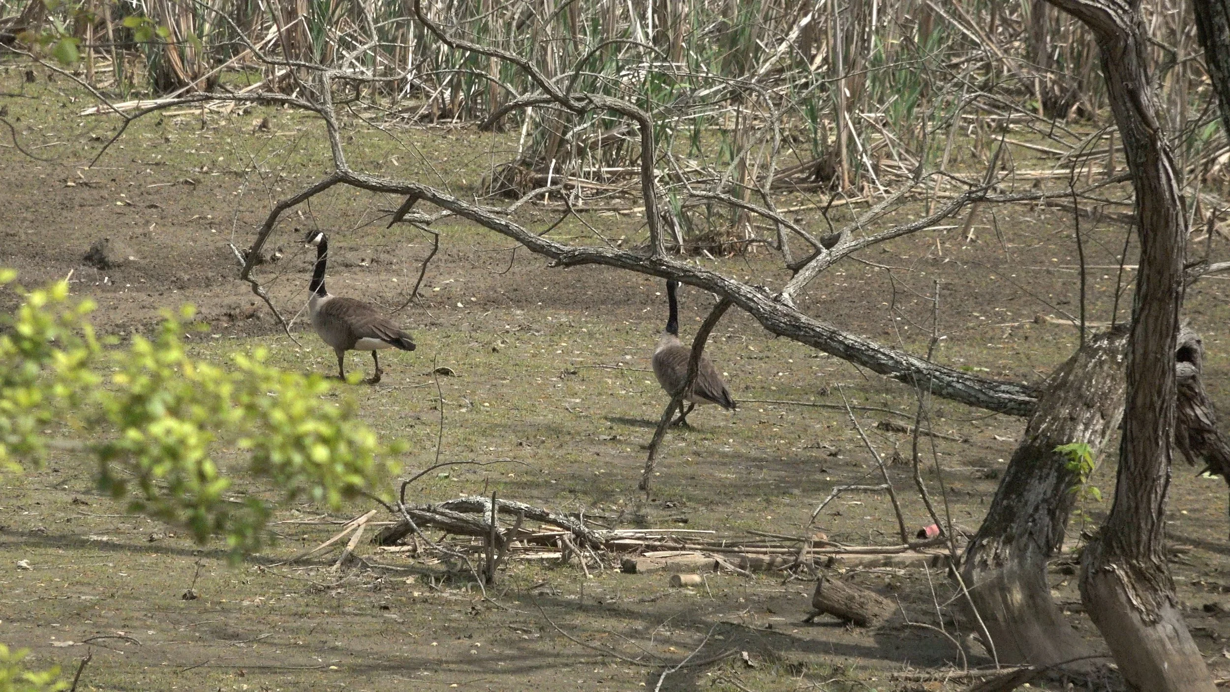 cut 2.00_00_49_17.Still004.jpg