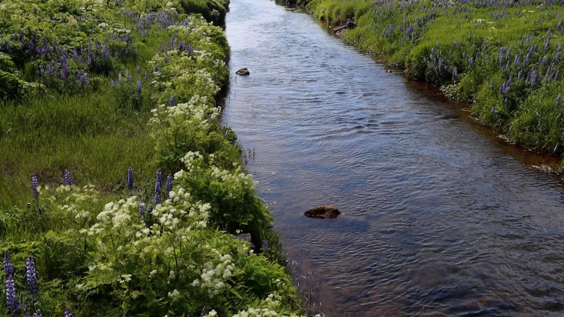 river grass iceland still.jpg
