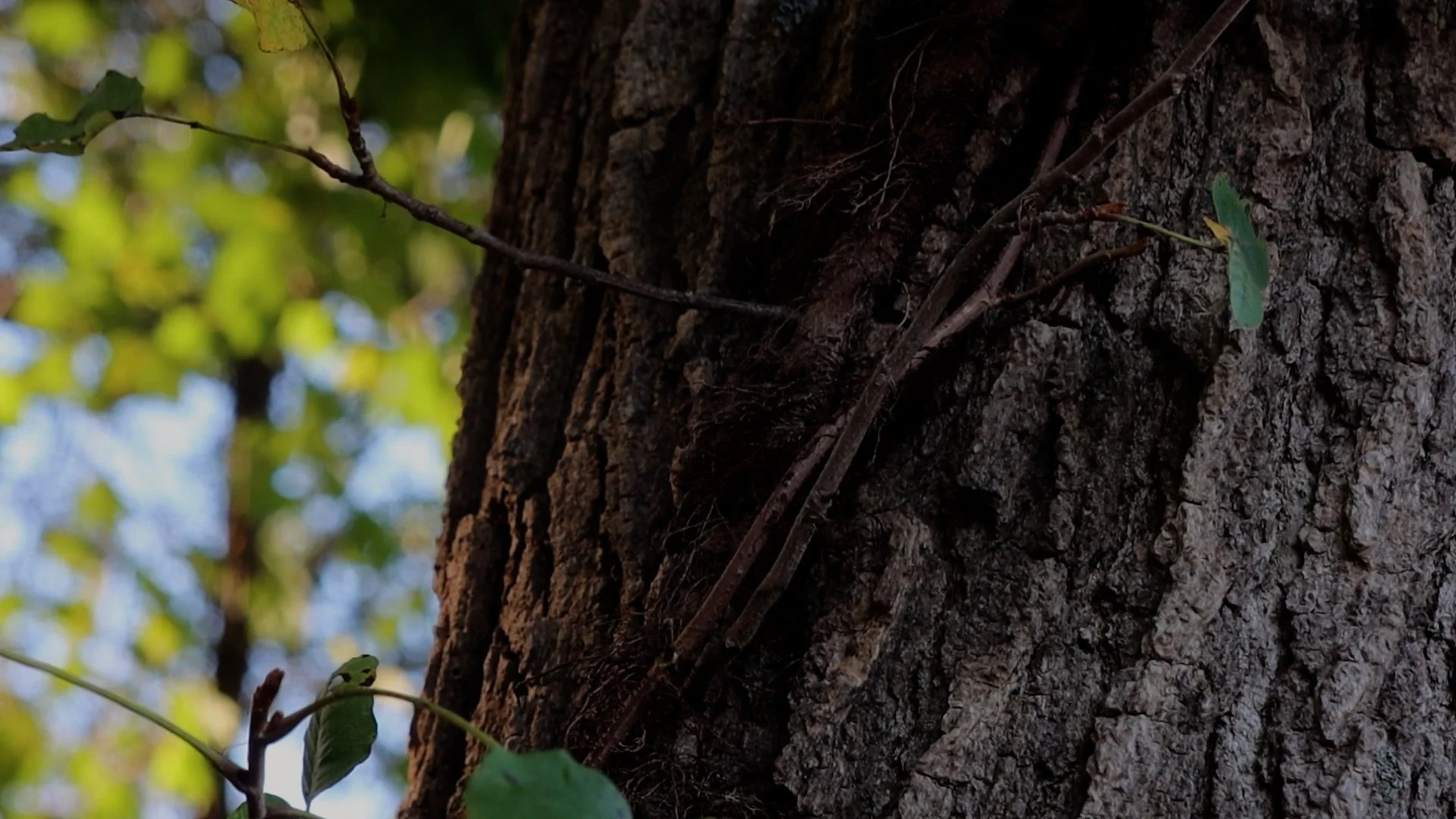 cut three.00_04_36_04.Still009.jpg