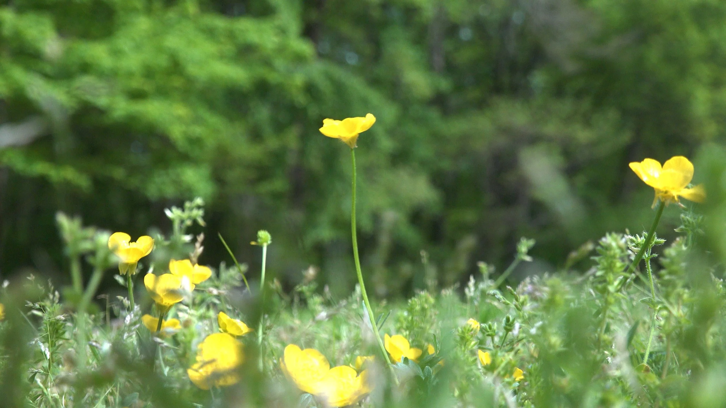 cut 2.00_04_25_07.Still013.jpg