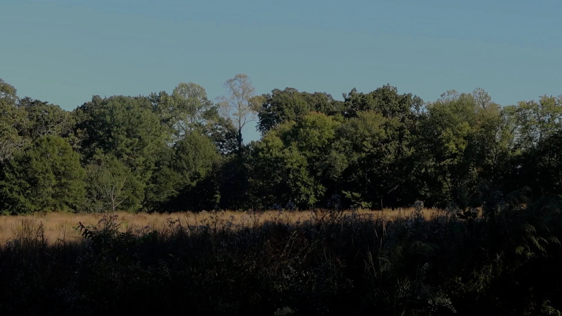 cut three.00_04_46_01.Still010.jpg